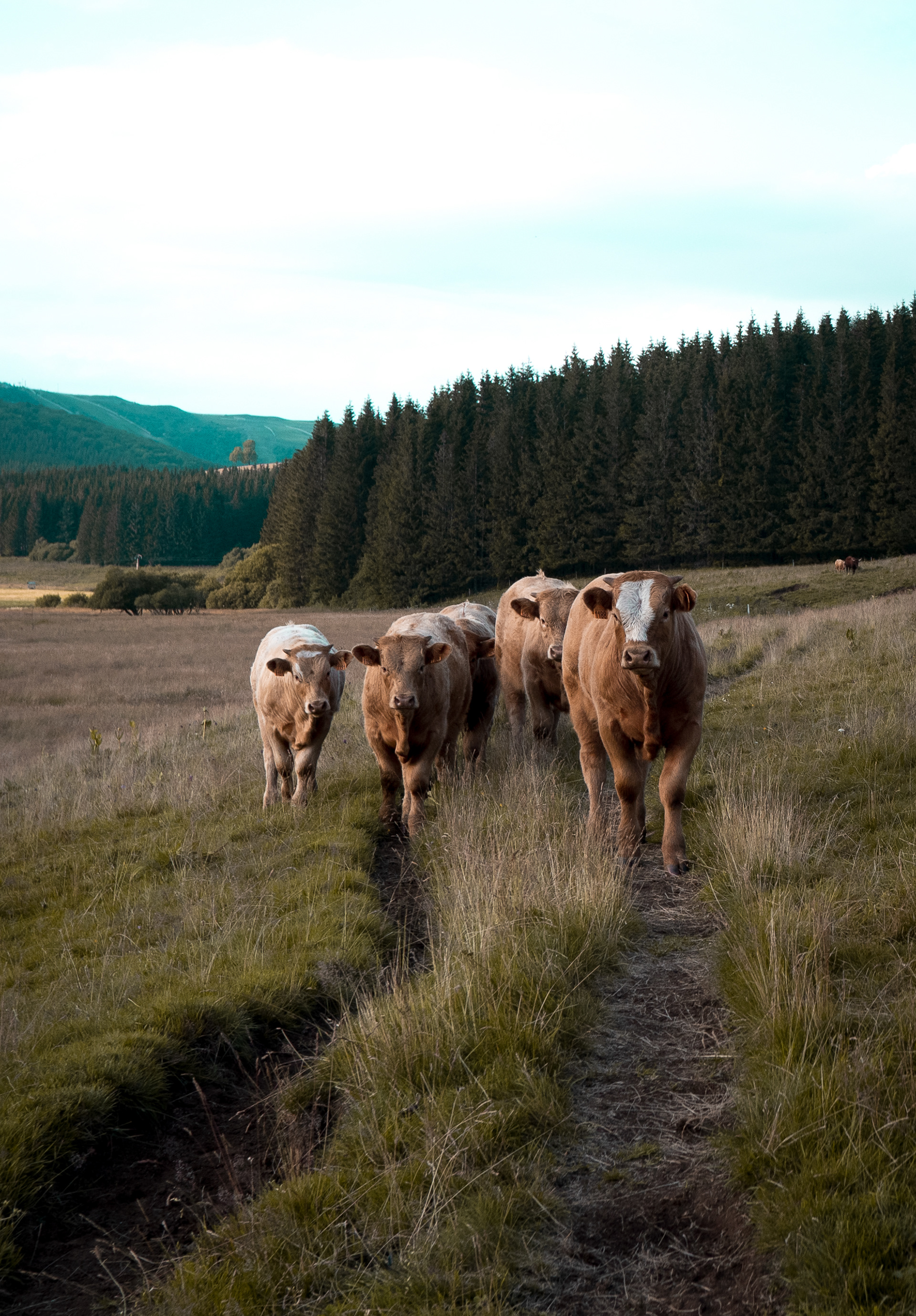 -Vaches auvergnates- Des vaches, oui, encore une fois.