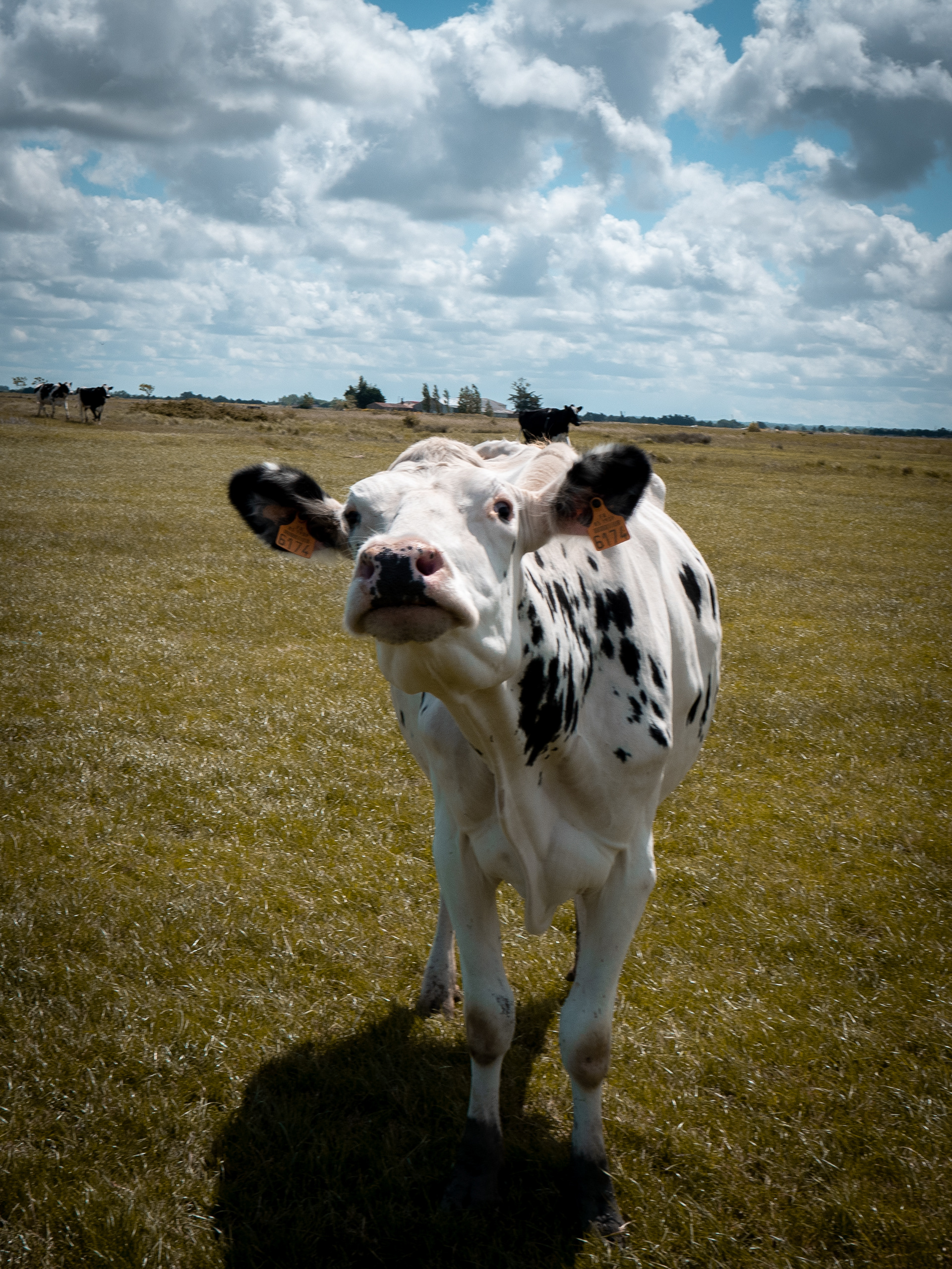 -La vache- La fameuse