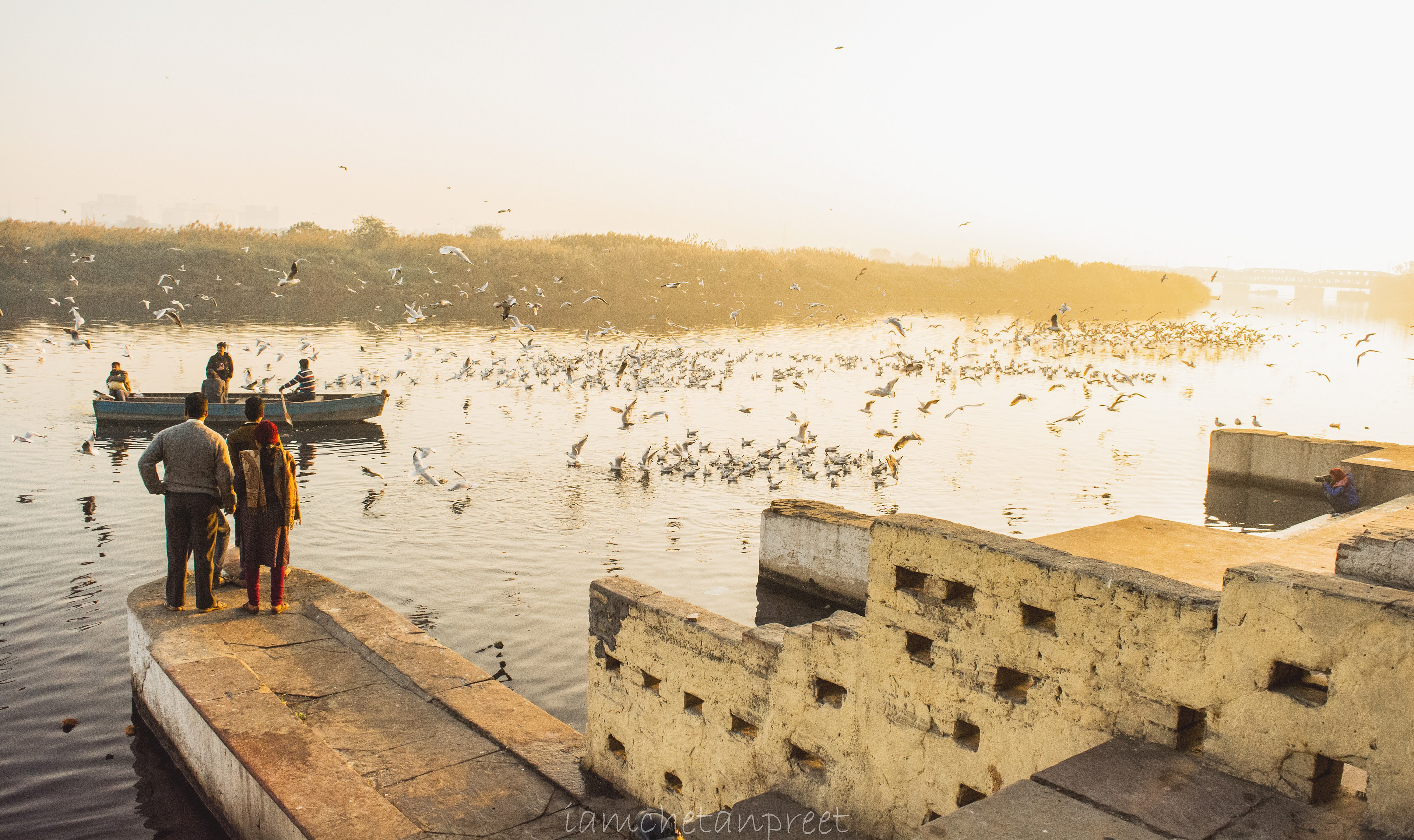 Siberian Cranes at Yamuna Ghat
