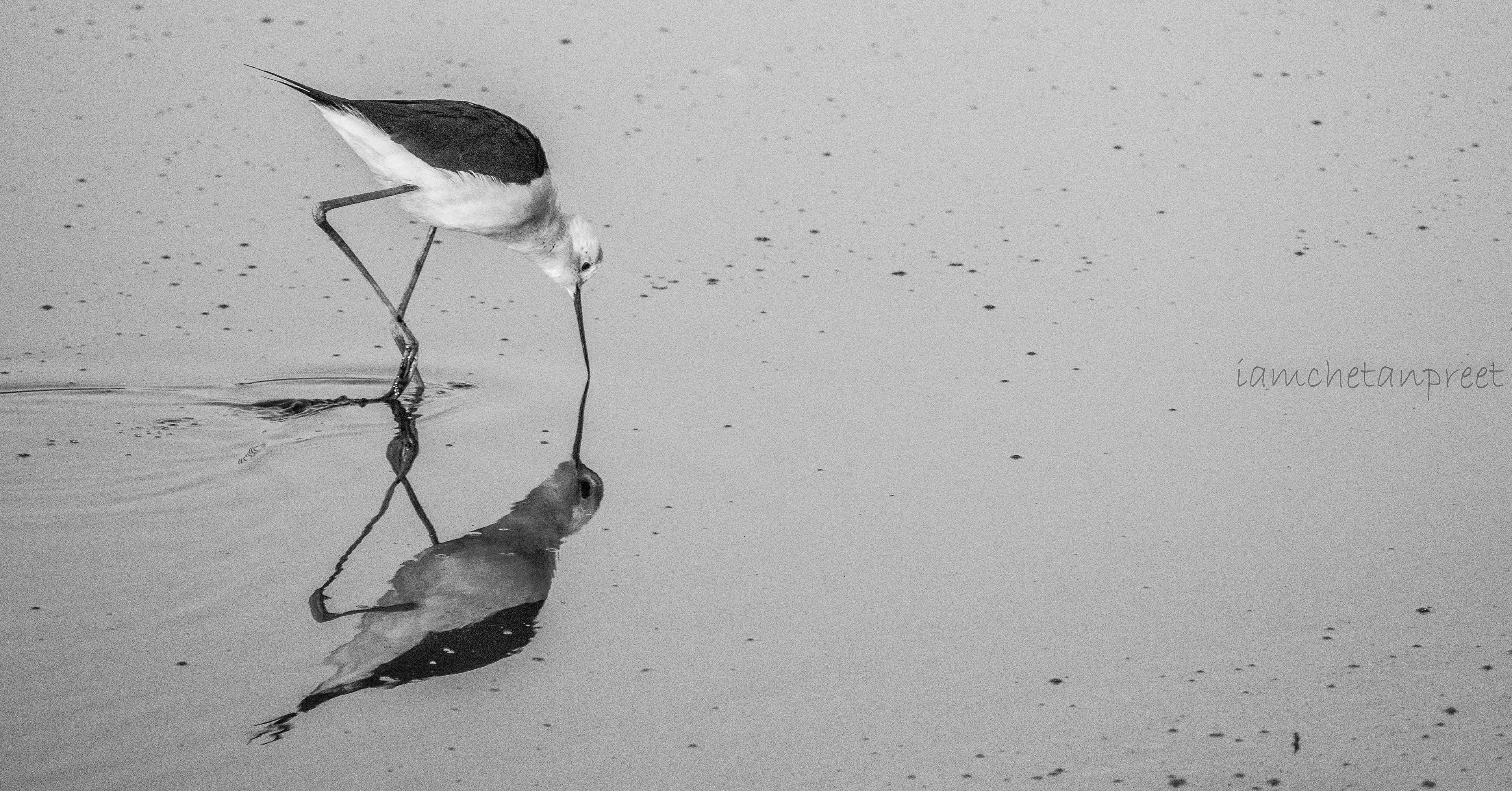 The Mirror Dimension