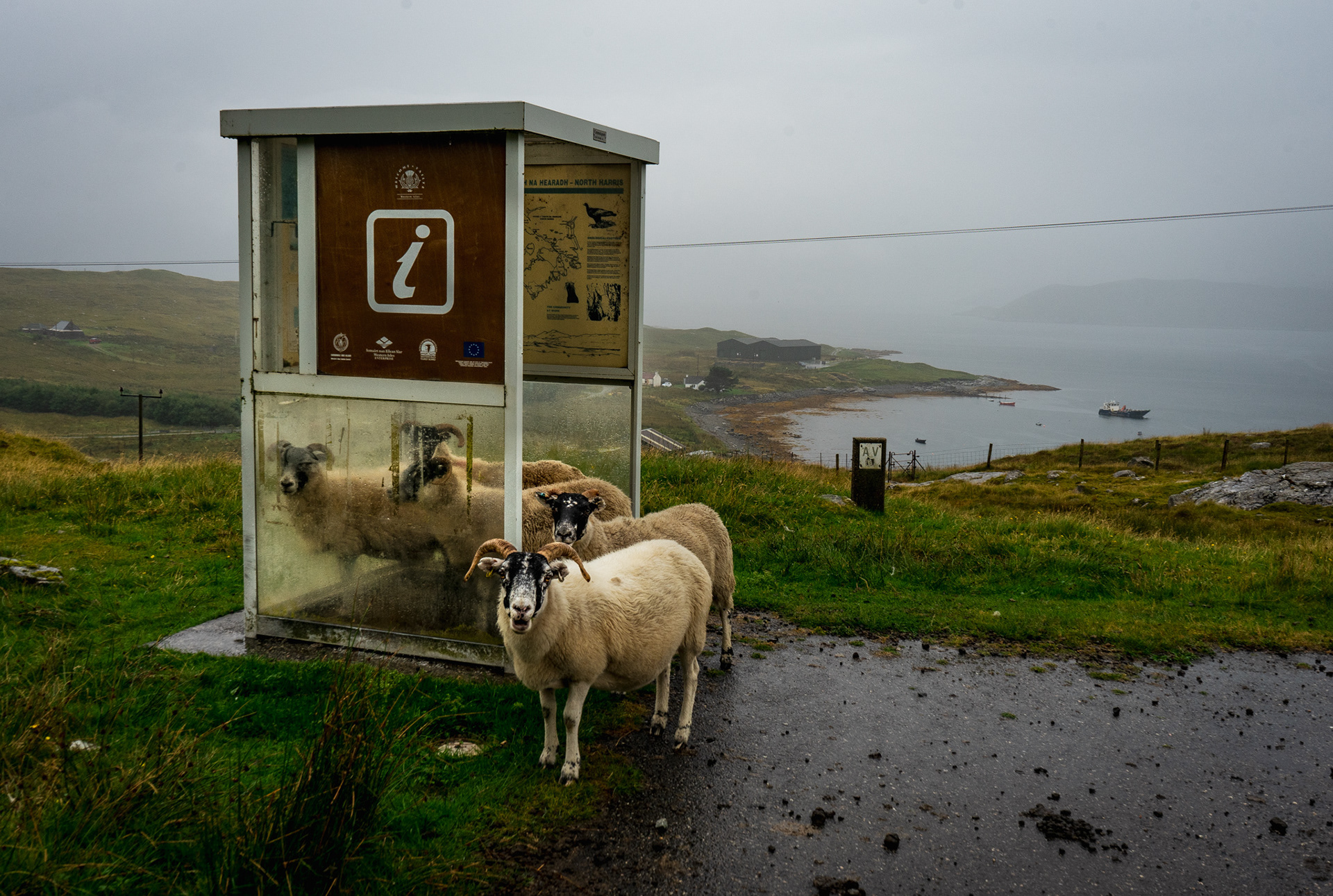 Sheep on the Isle of Lewis shelter from the rain