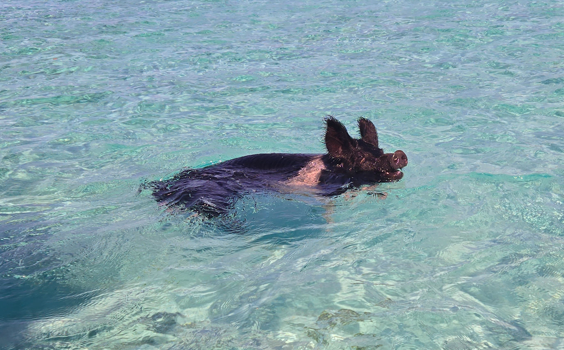 Pig Beach, Big Major Cay, Exuma
