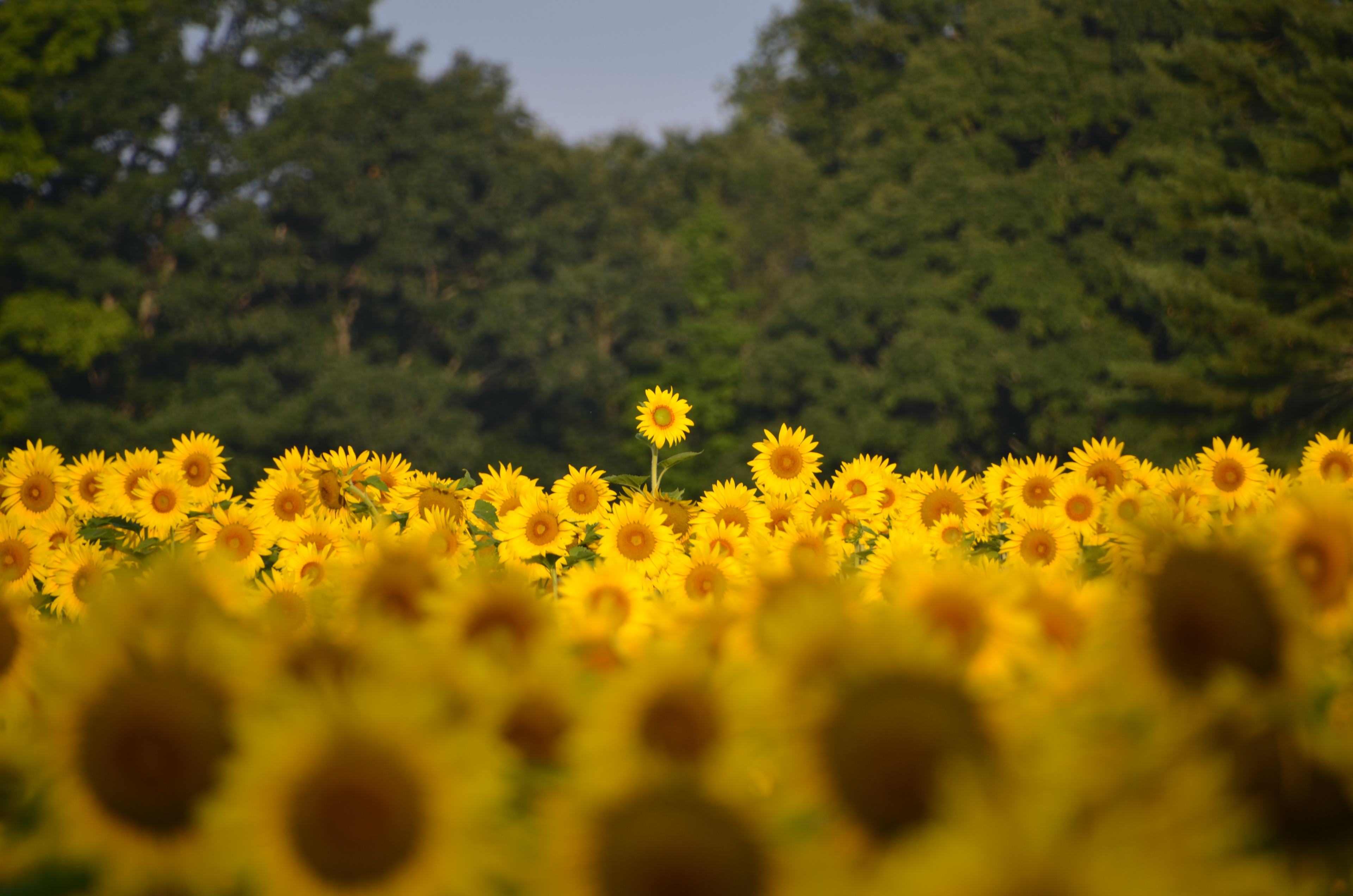 Sunflower Festival at Coppal House Farm