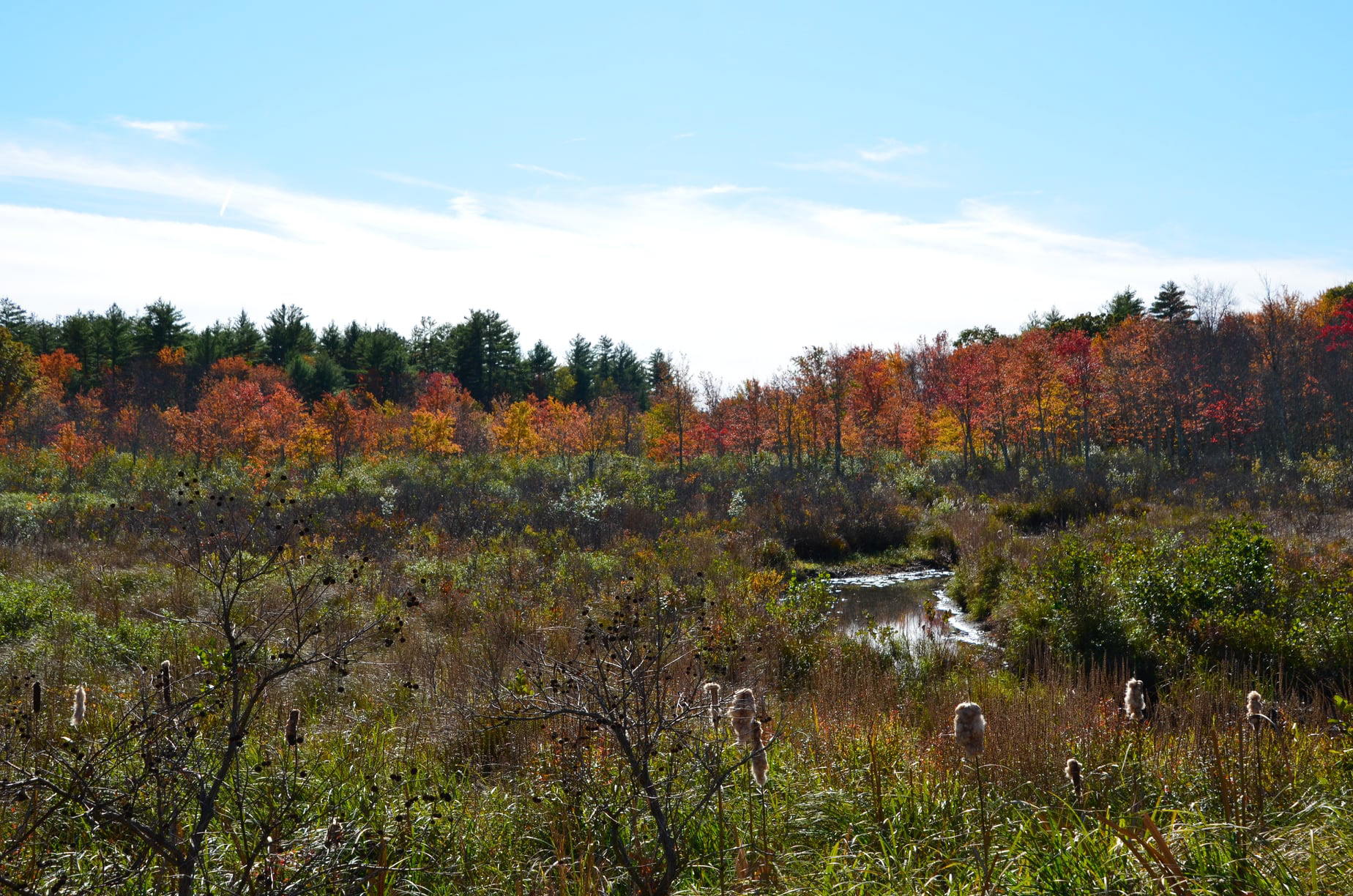 A wetland on Route 4