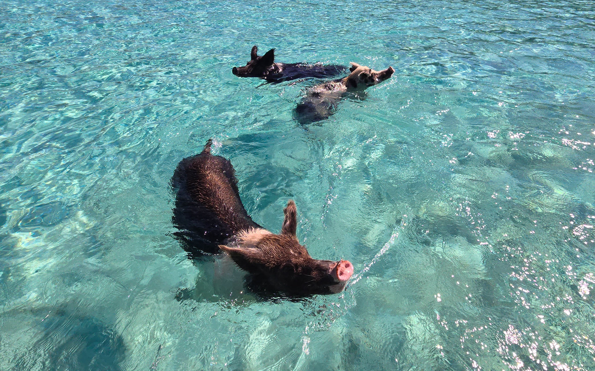Pig Beach, Big Major Cay, Exuma