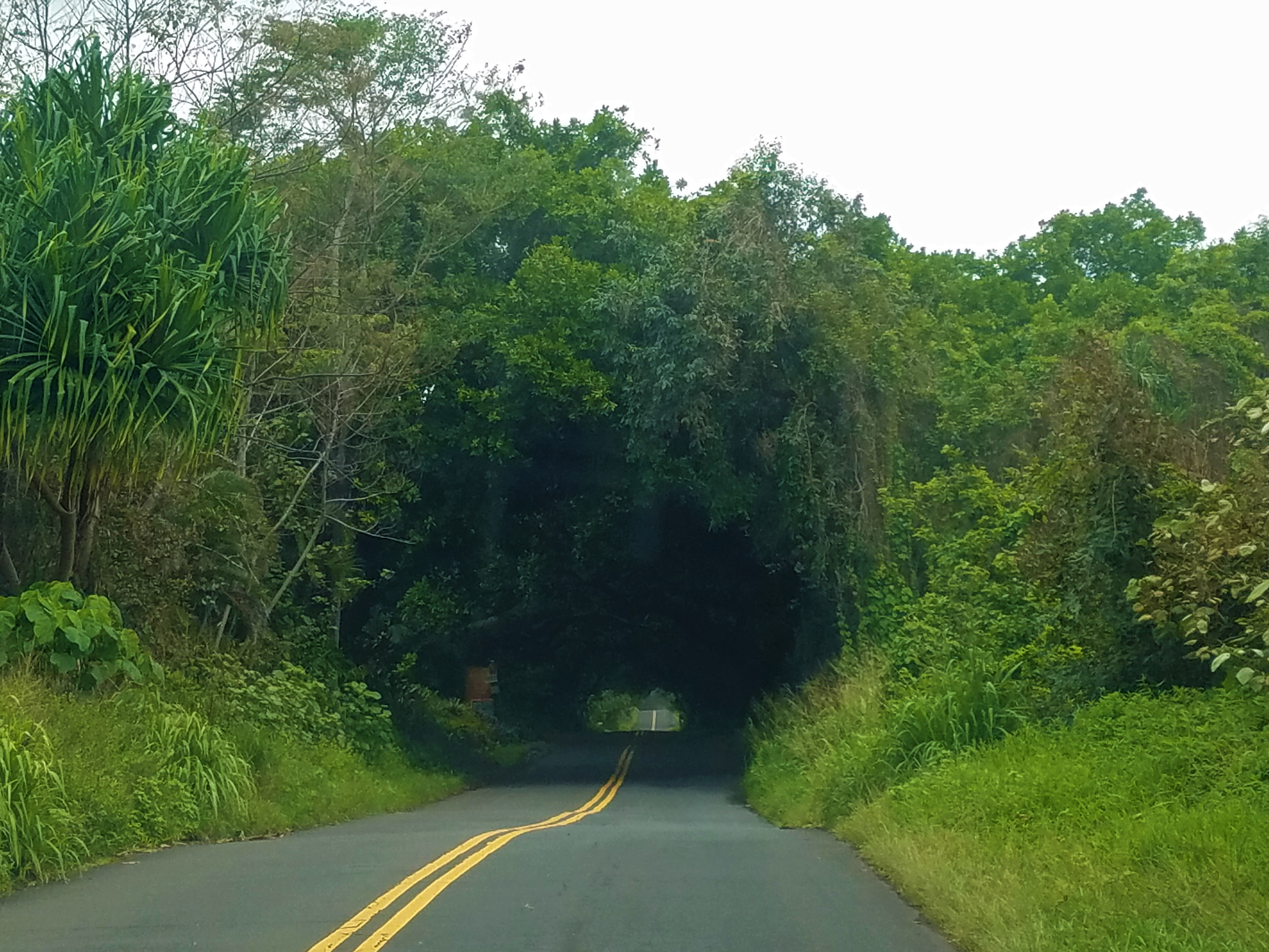 Kalapana-Kapoho Road