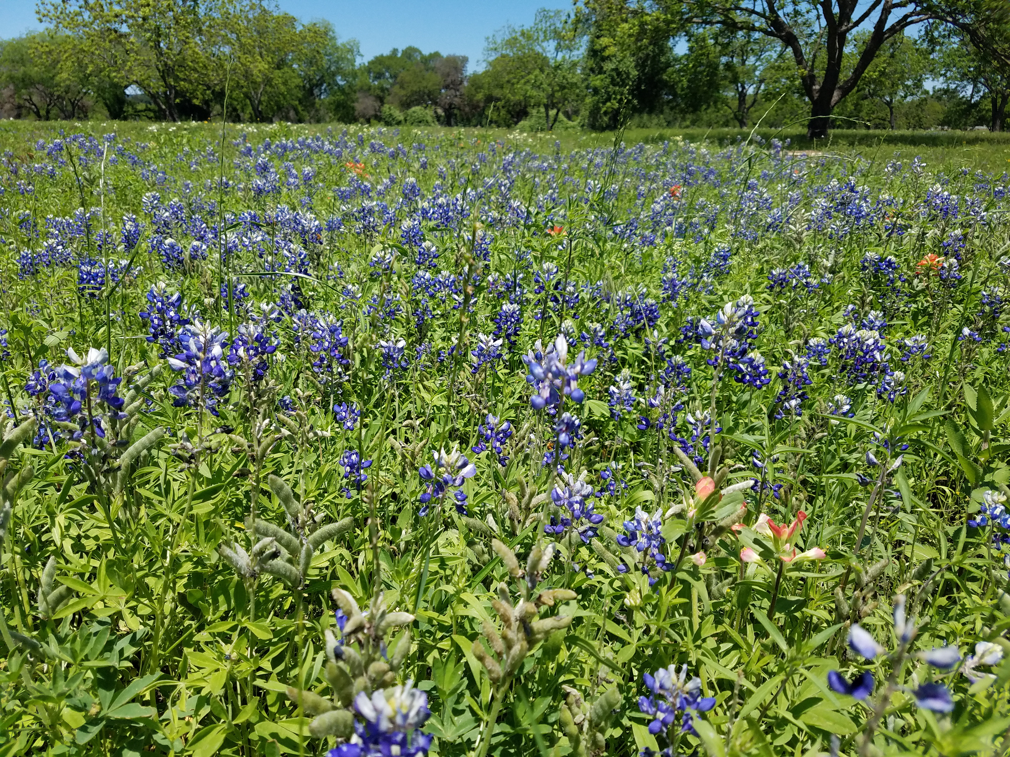 Bluebonnets