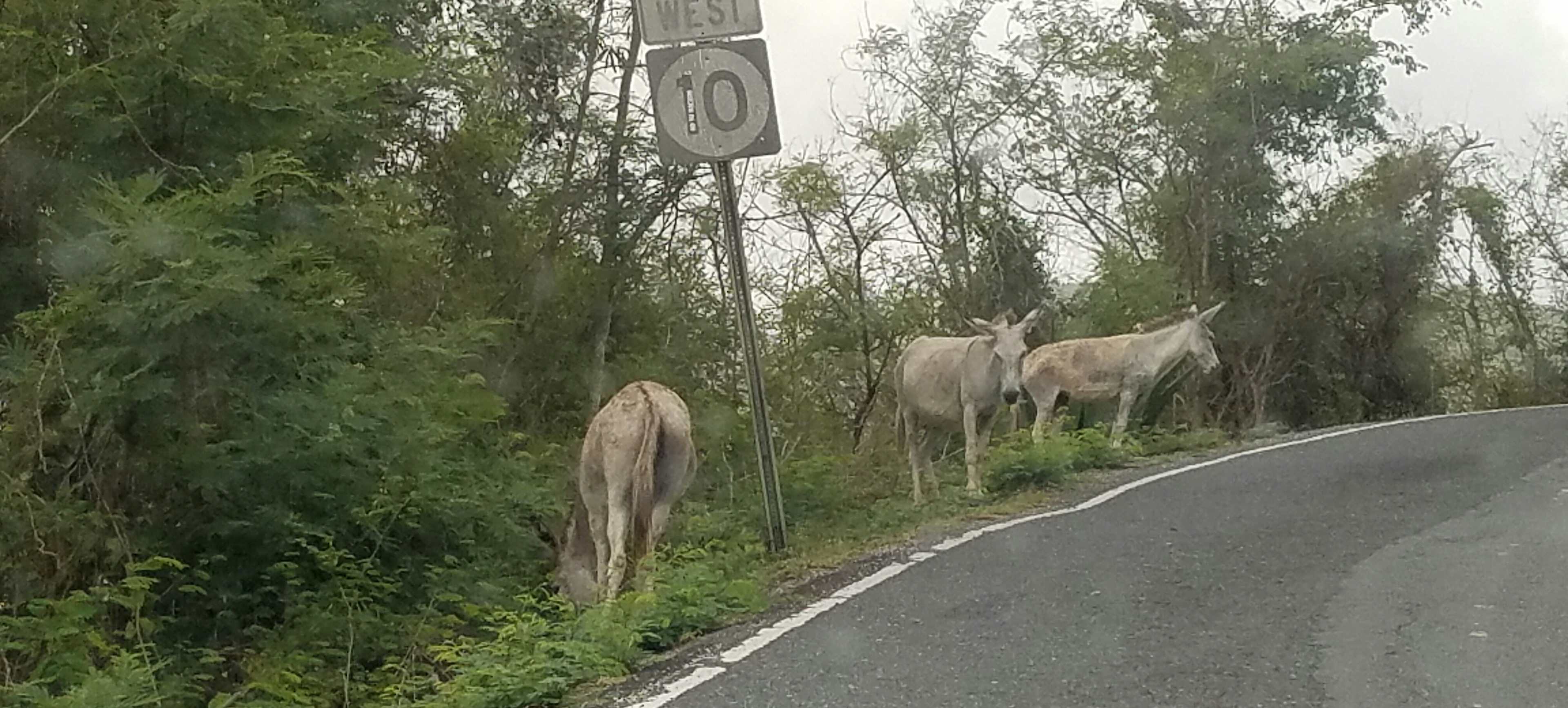 Wild Donkeys