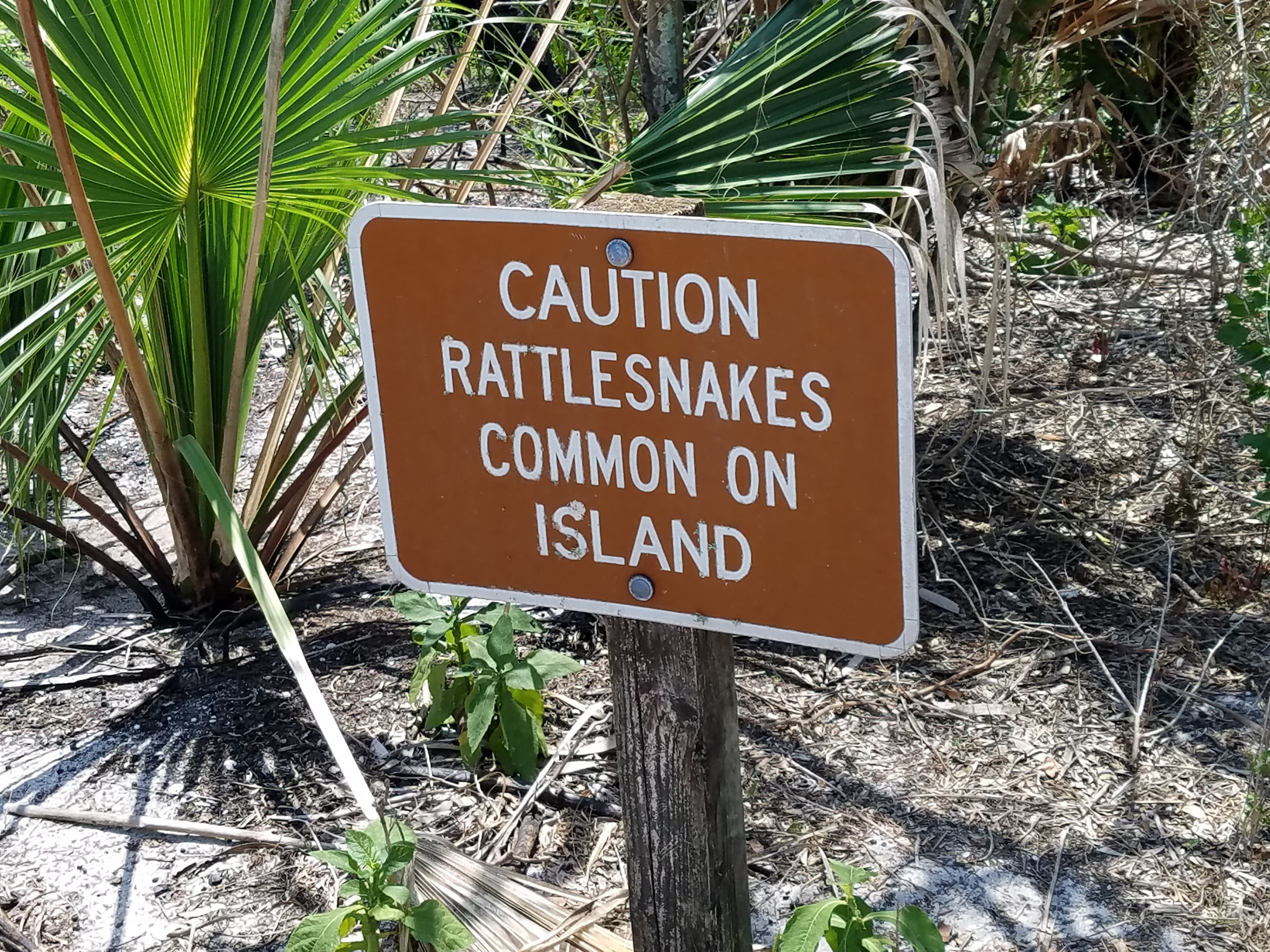 Caladesi Island, Clearwater