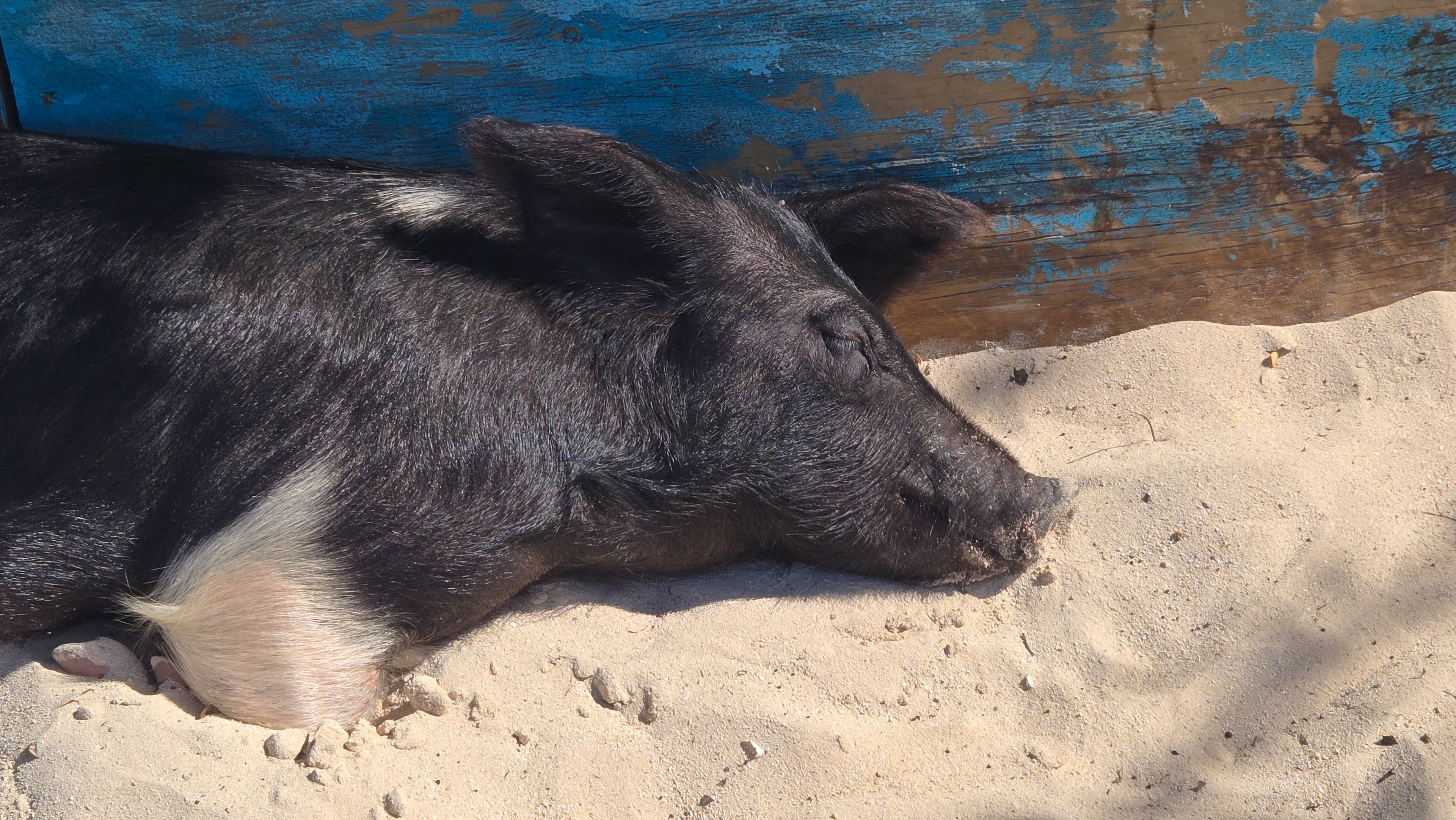 Pig Beach, Big Major Cay, Exuma