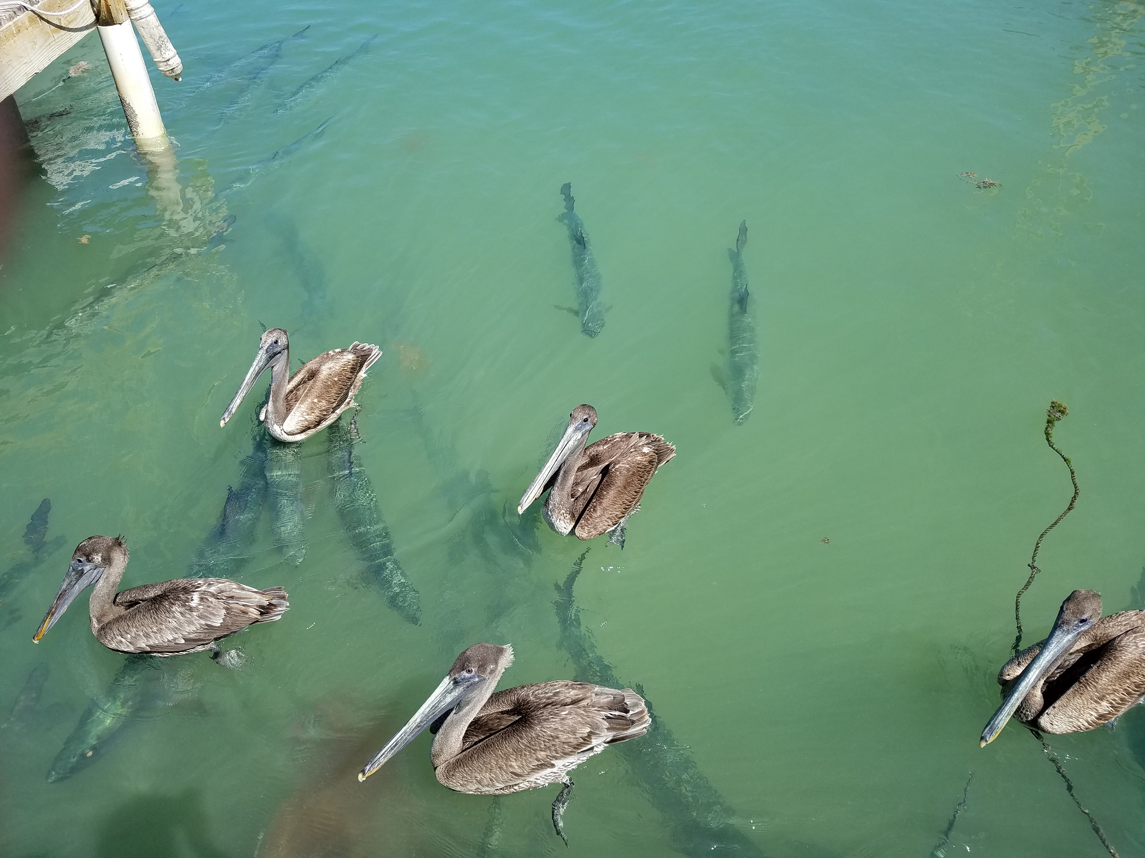 Robbie's of Islamorada