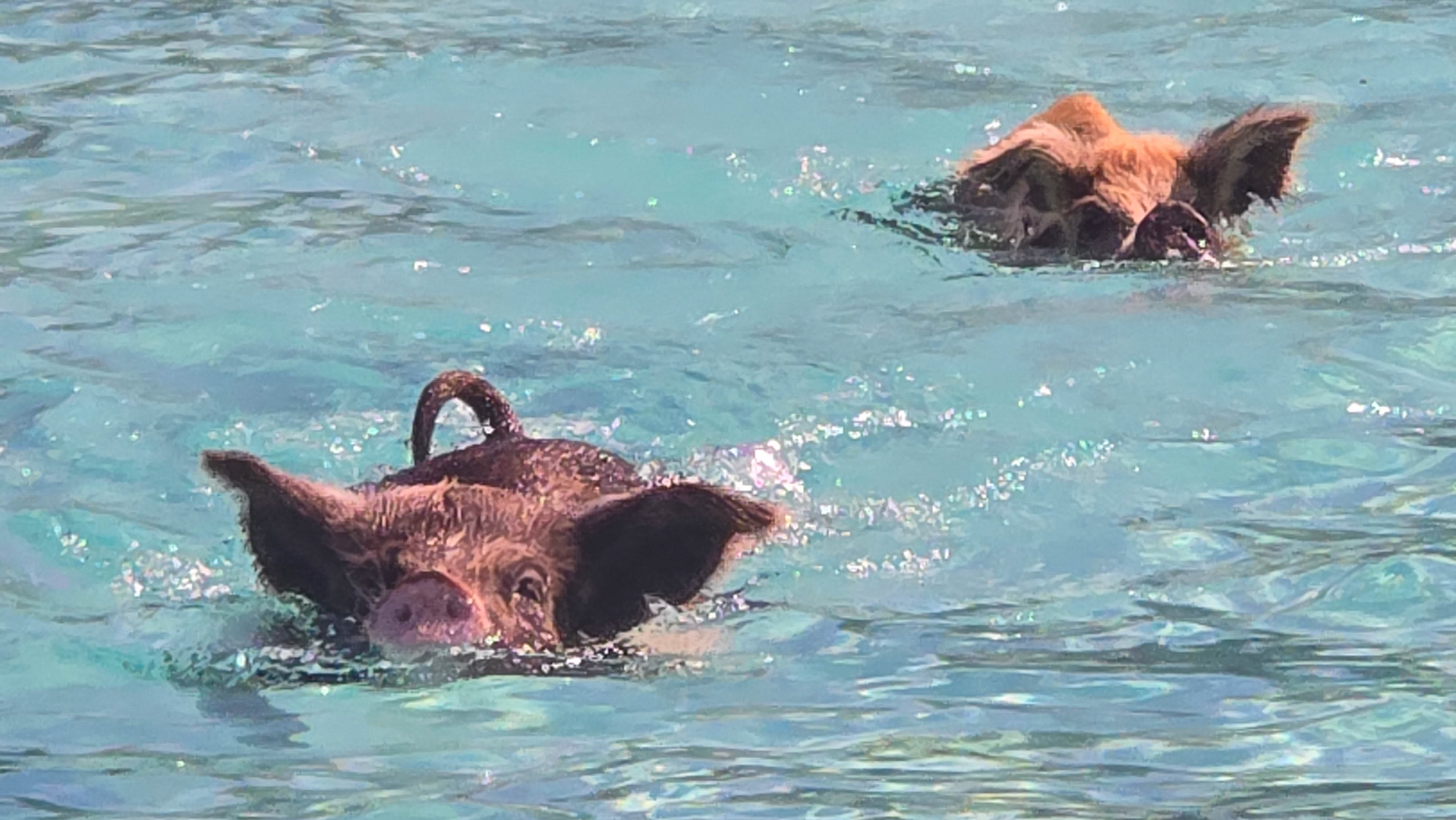 Pig Beach, Big Major Cay, Exuma
