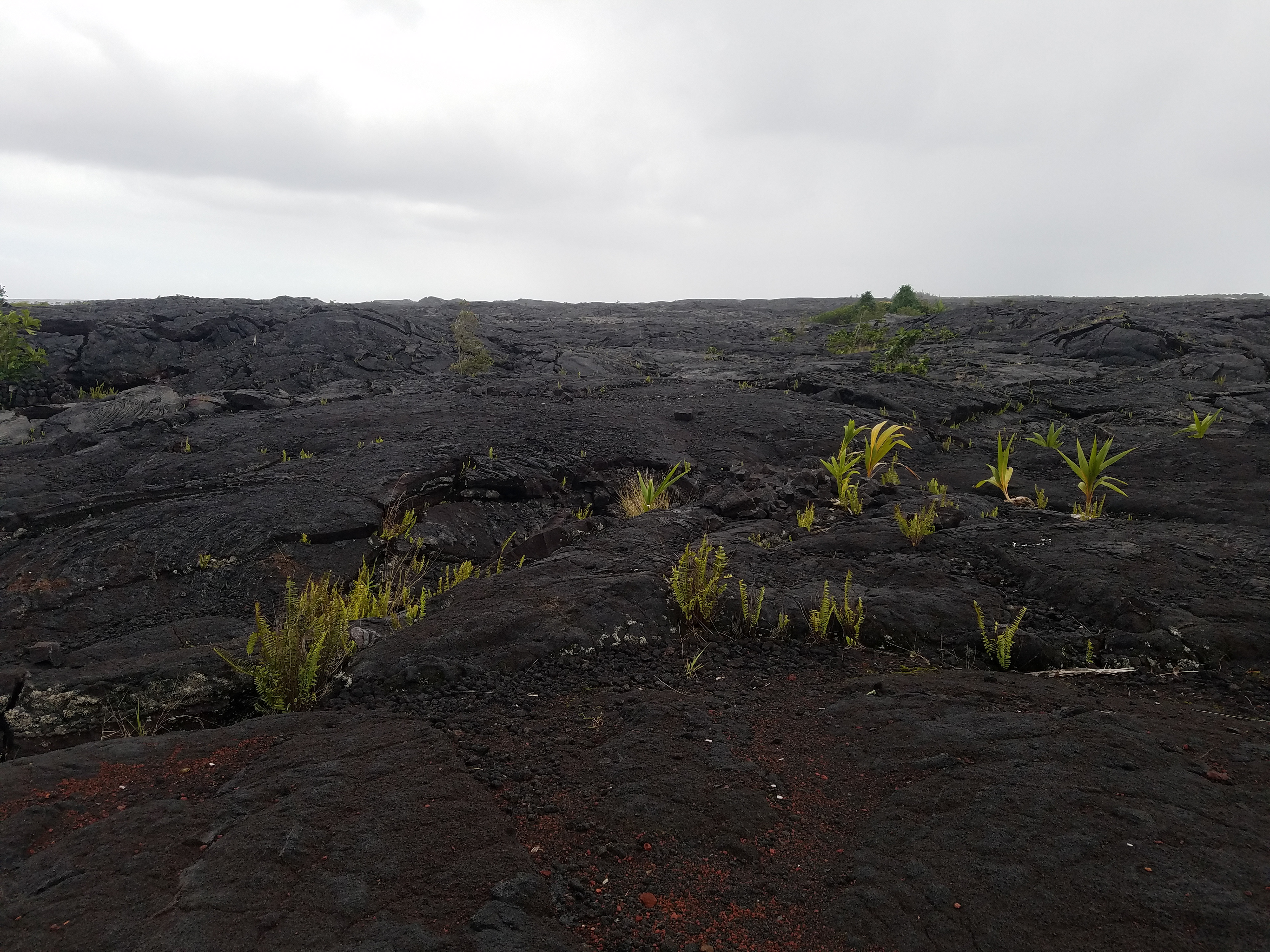 Lava Field, Big Island