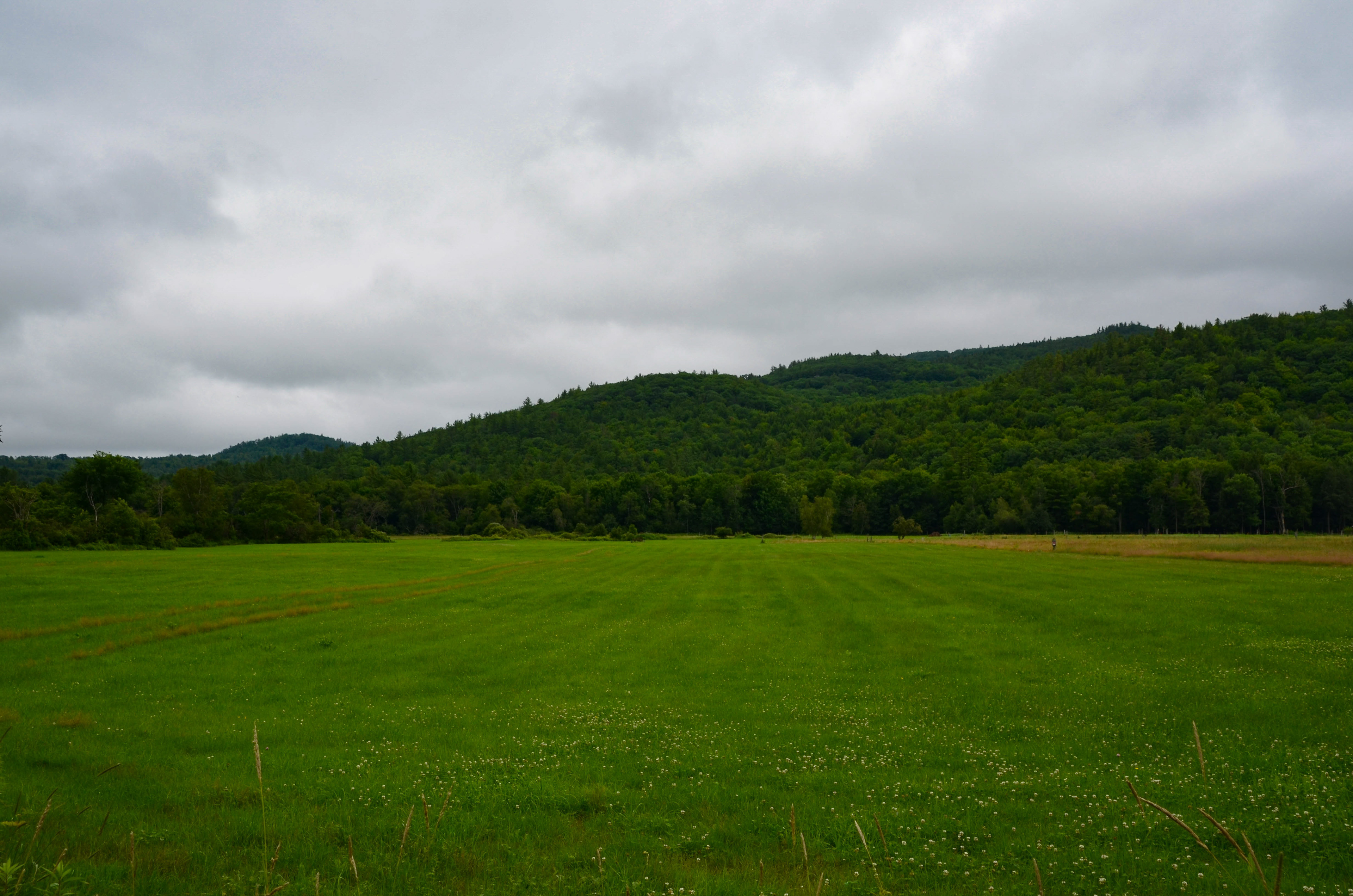 A field along the Beebe River