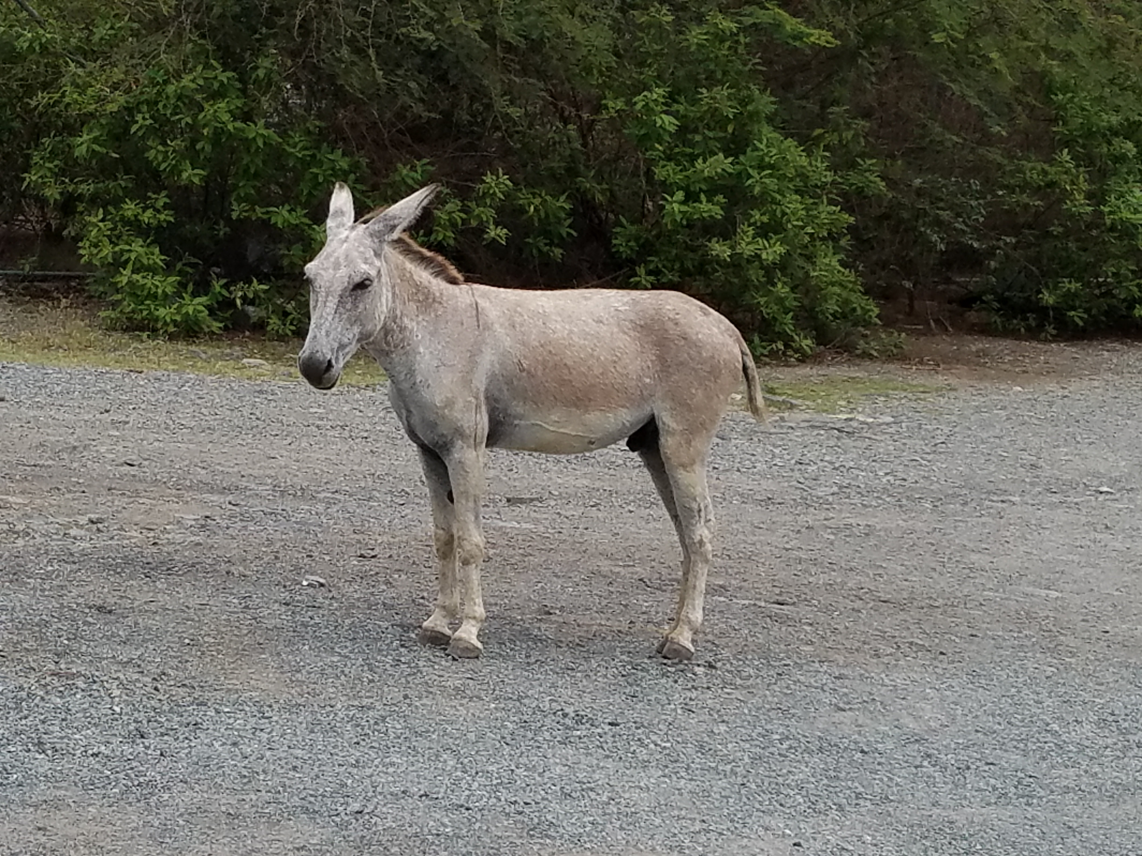 Wild Donkey
