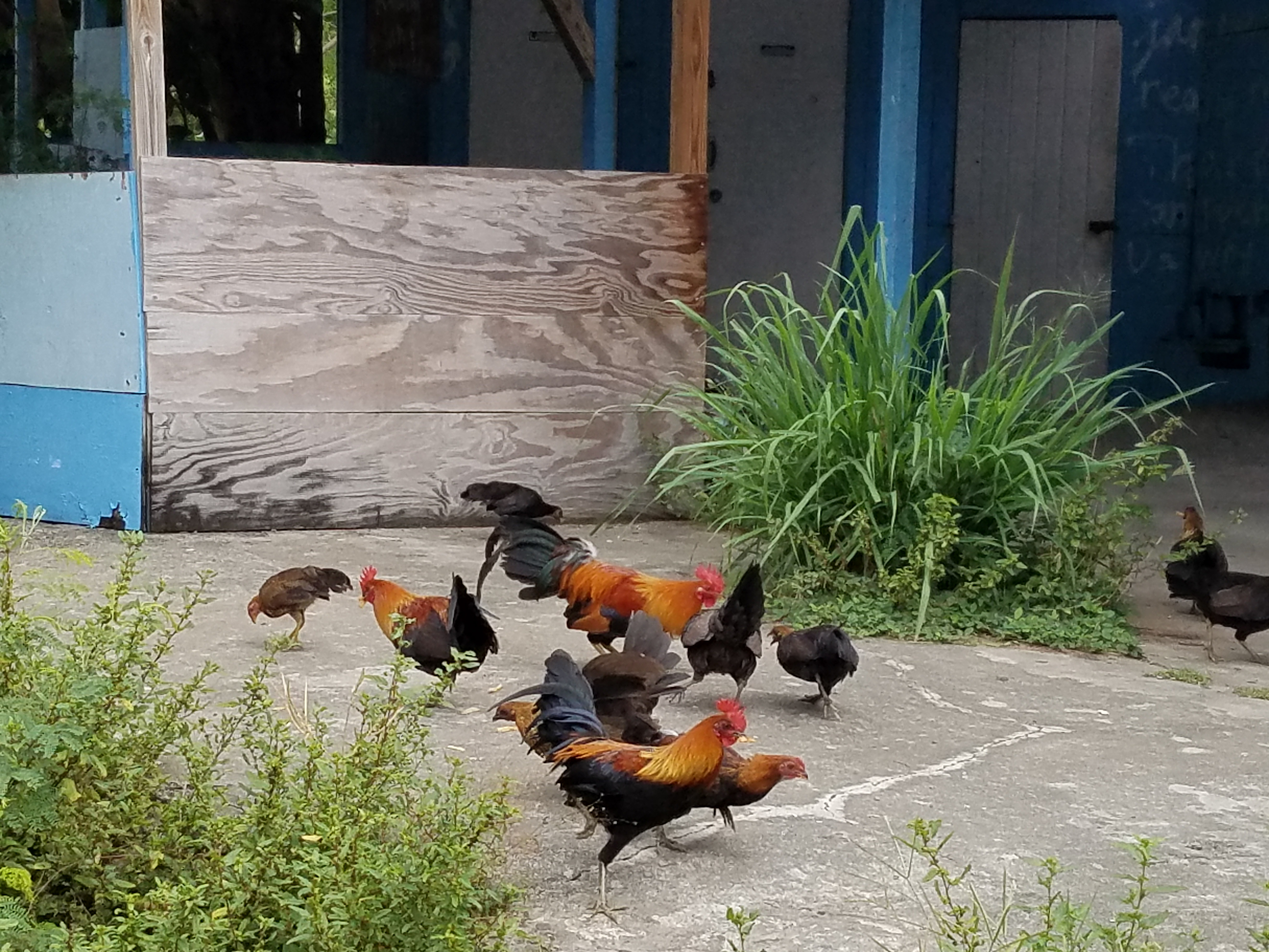 Wild Chickens
