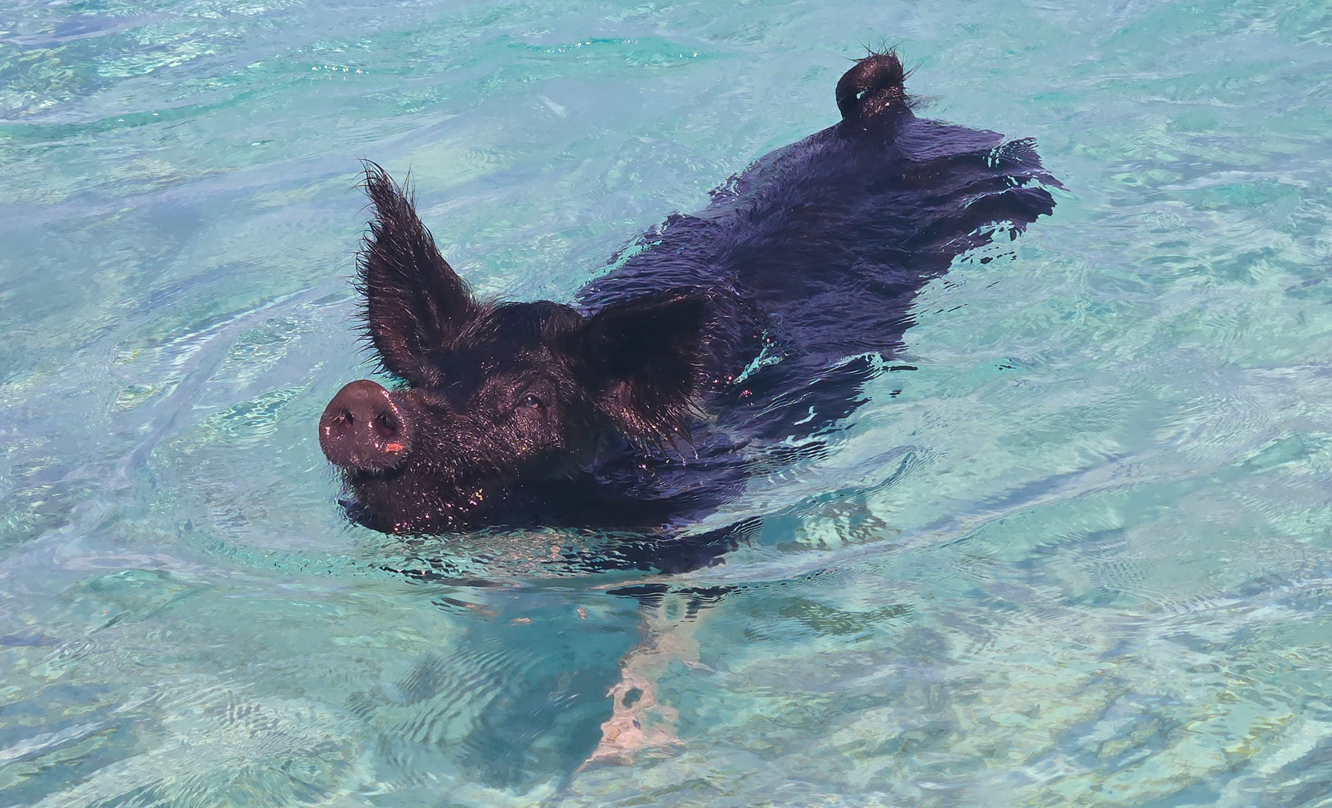 Pig Beach, Big Major Cay, Exuma