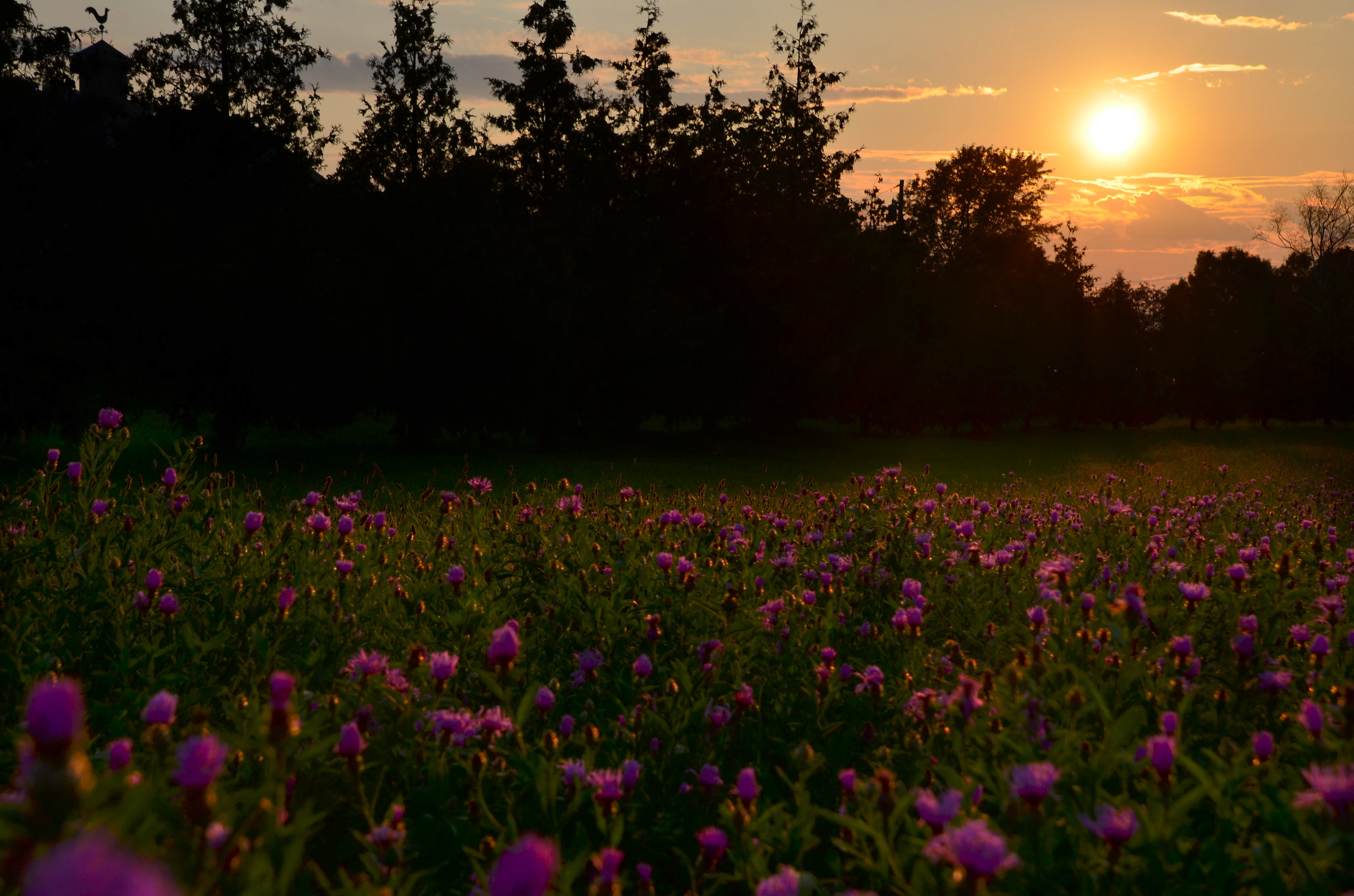 Field of thistle on Grand Isle