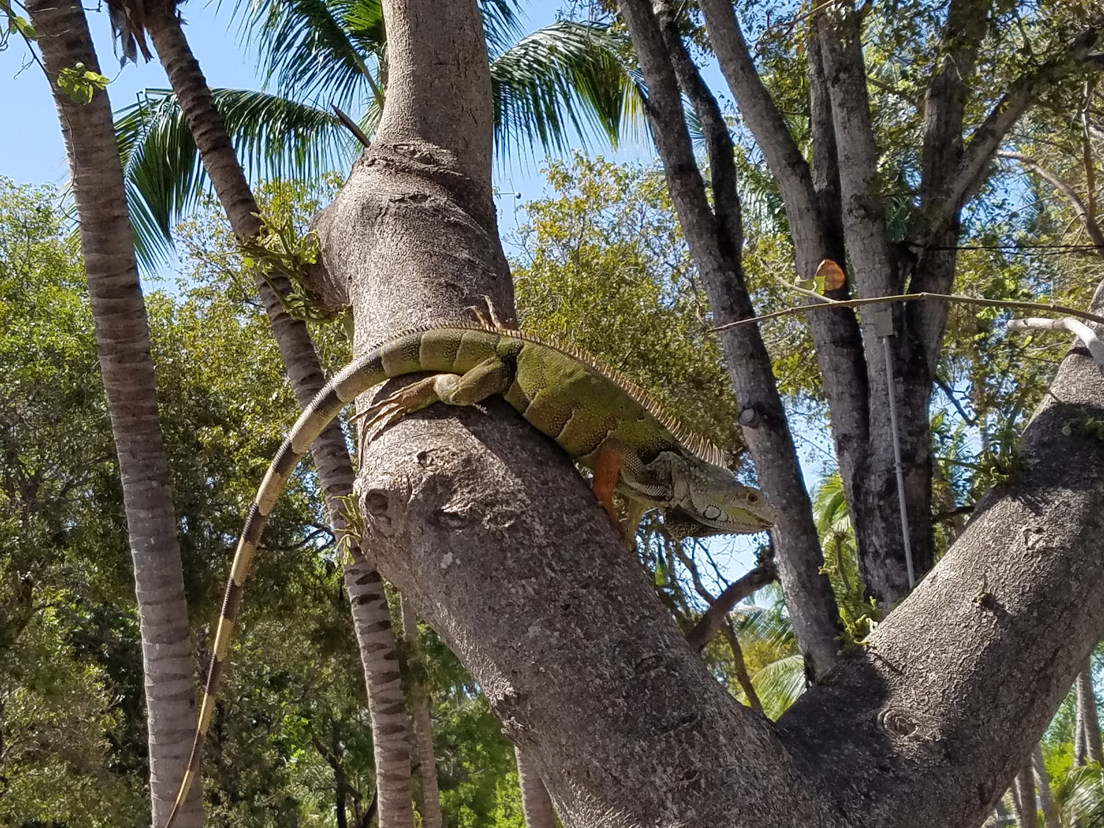 Islamorada
