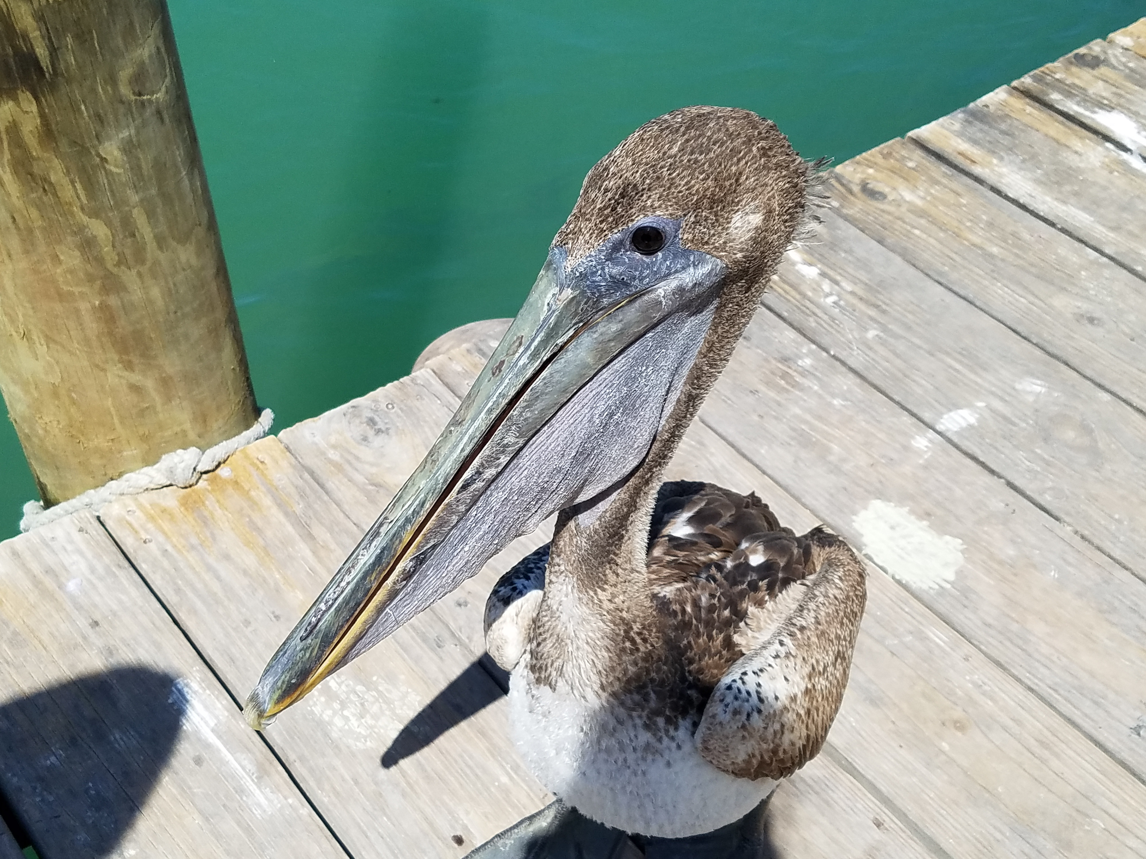 Robbie's of Islamorada