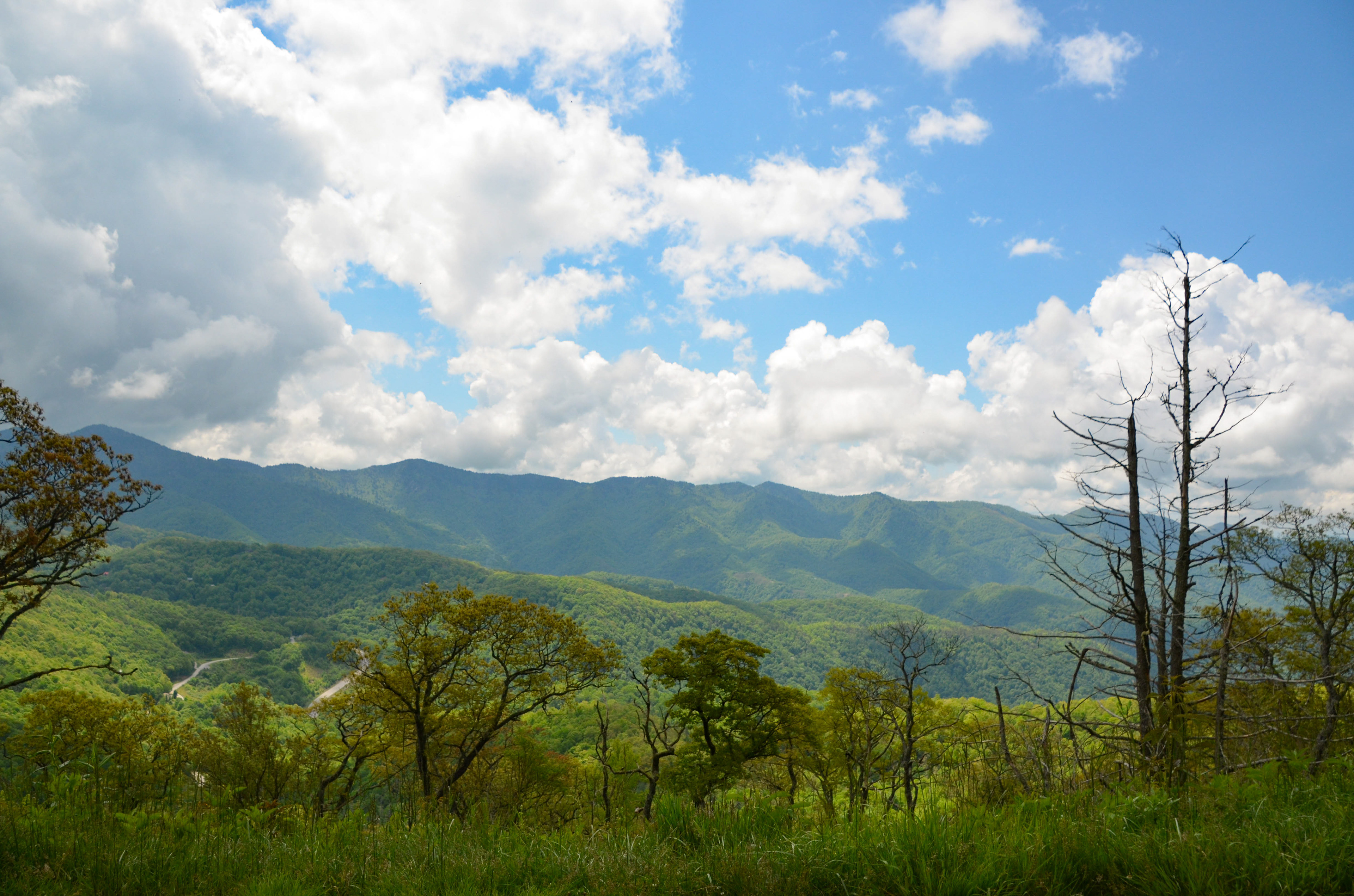 Plott Balsam Overlook, Maggie Valley - Blue Ridge Parkway