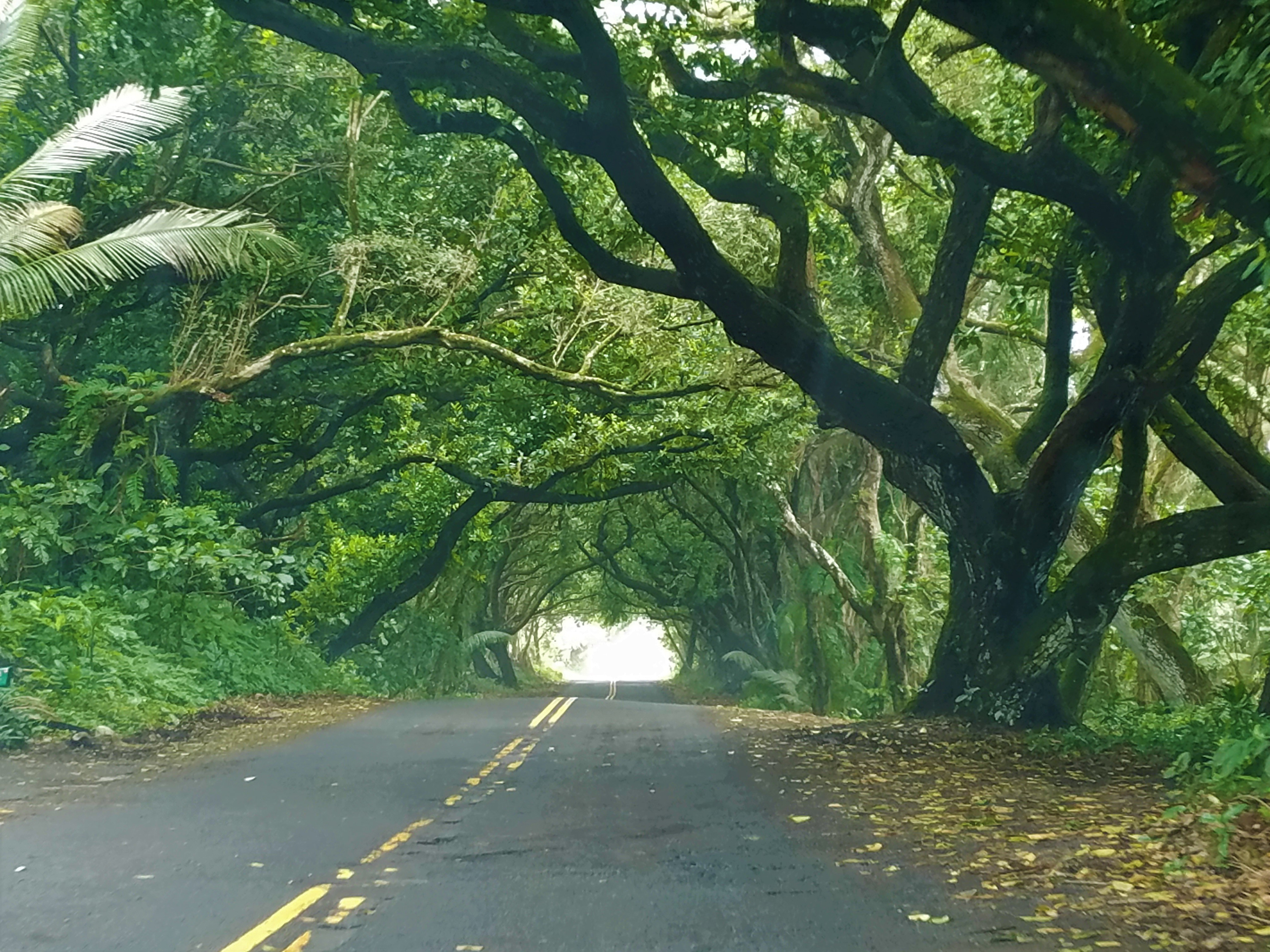 Kalapana-Kapoho Road