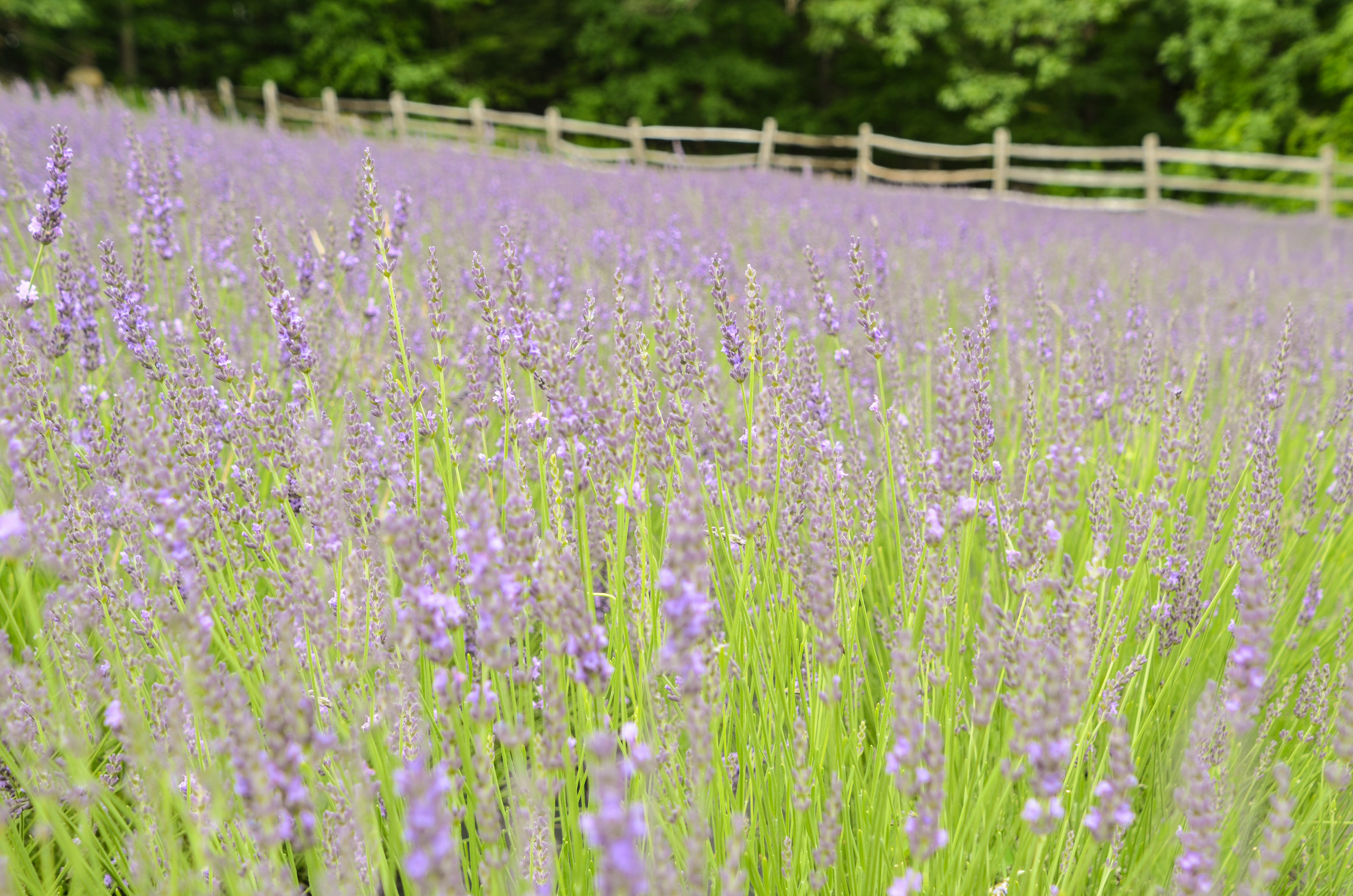 Lavender Fields at Pumpkin Blossom Farm