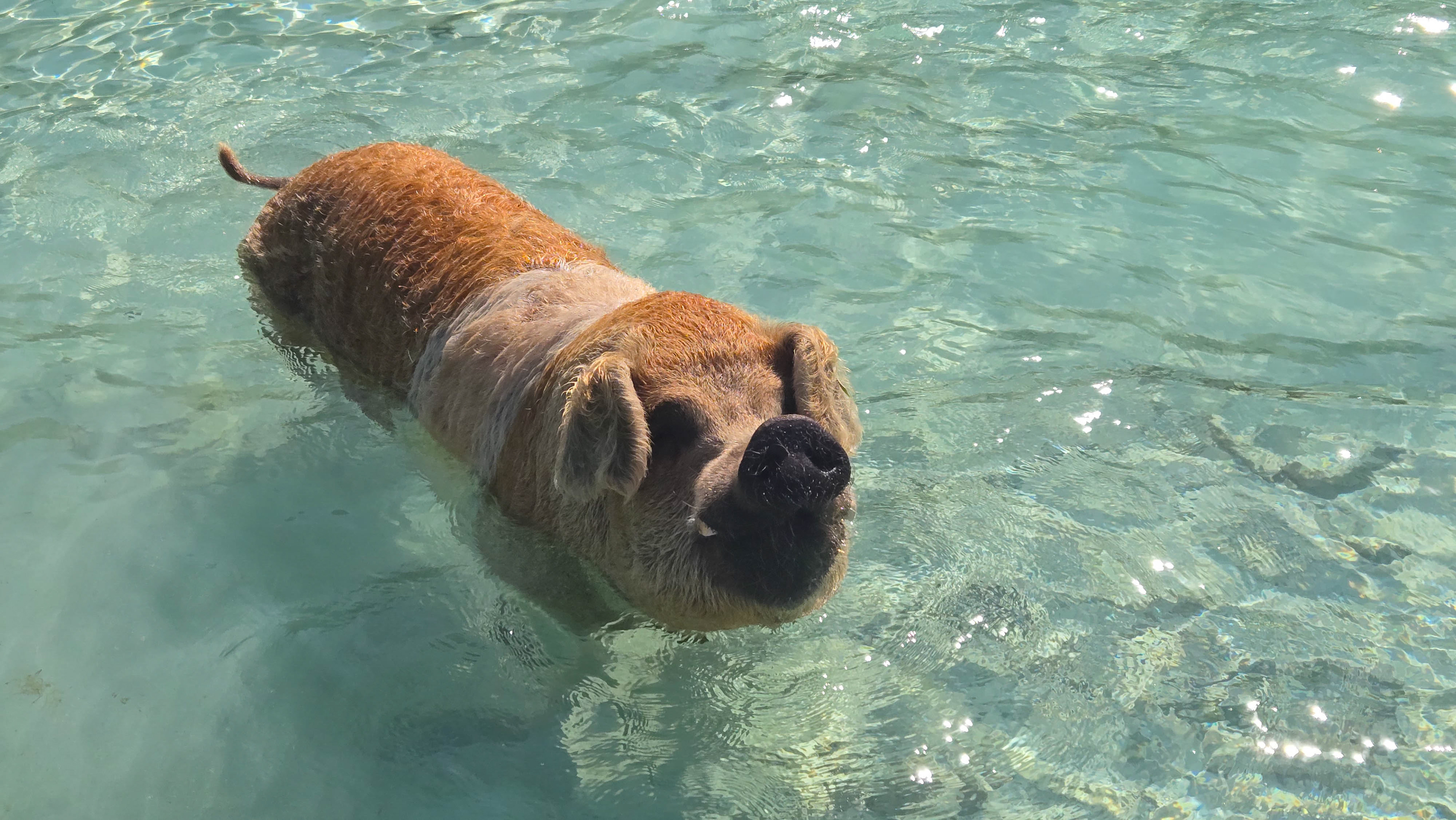 Pig Beach, Big Major Cay, Exuma