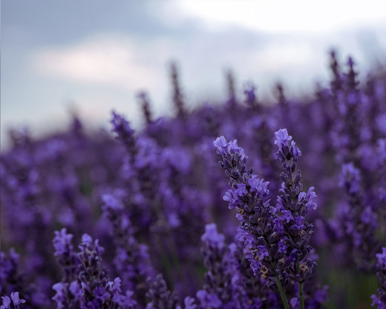 Foto eventi - Shooting evento di meditazione nella lavanda per Orion Studio