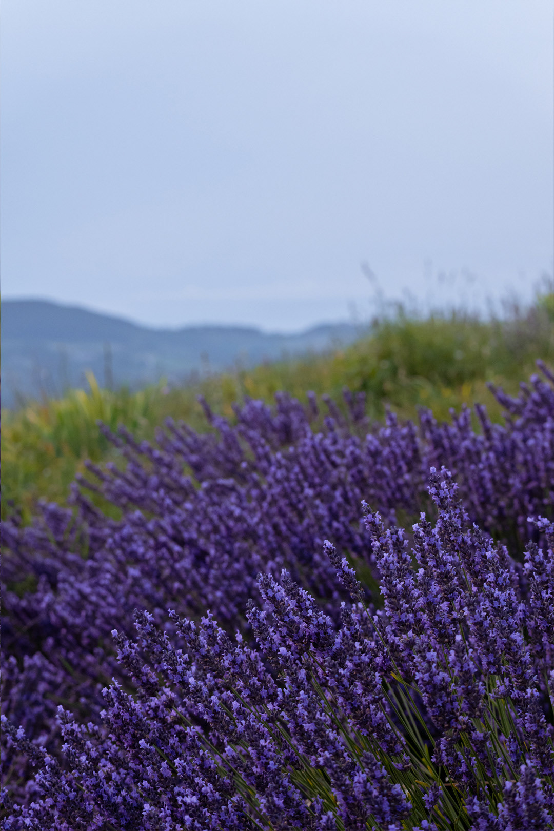 Shooting evento di meditazione nella lavanda a Verona