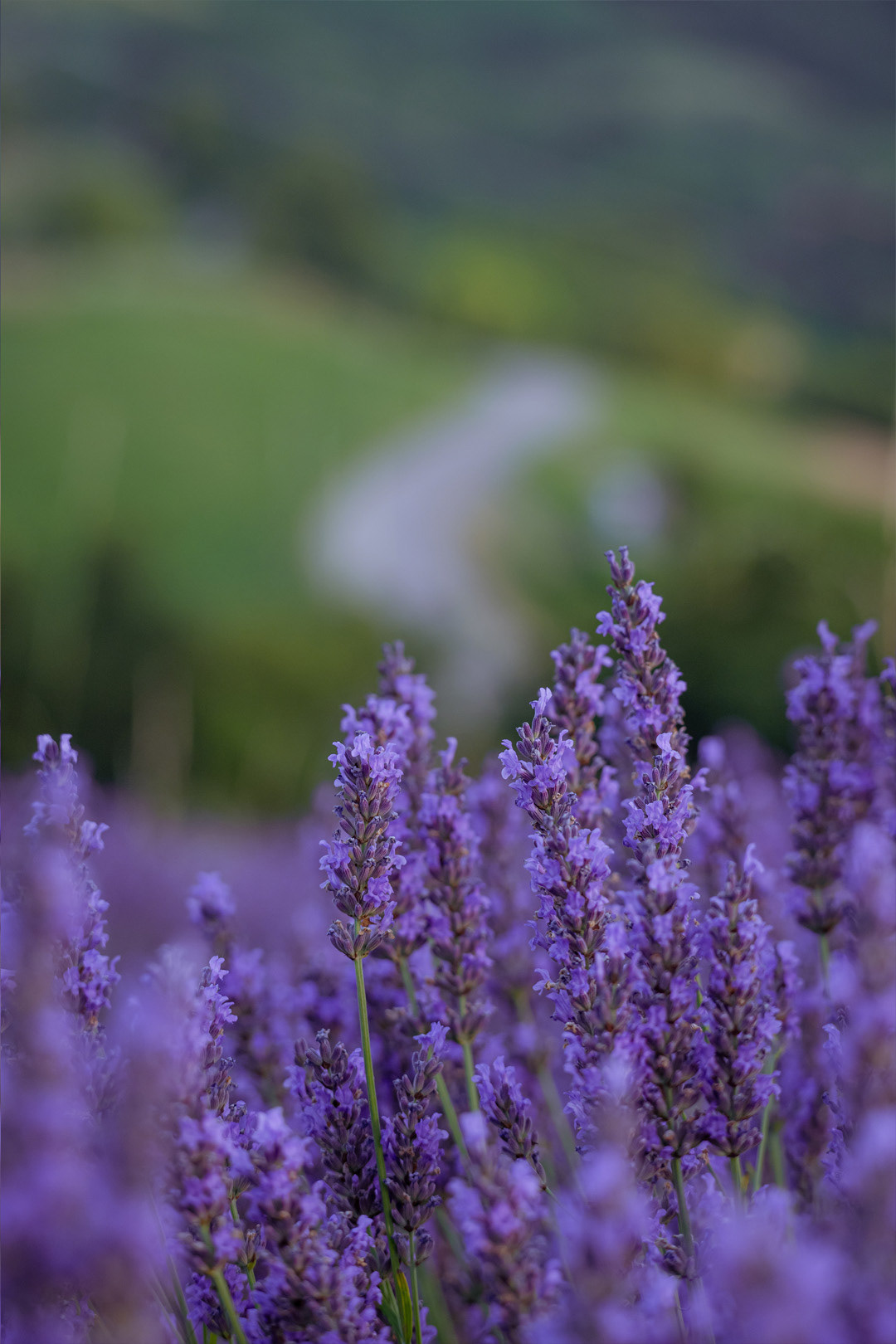 Shooting evento di meditazione nella lavanda a Verona