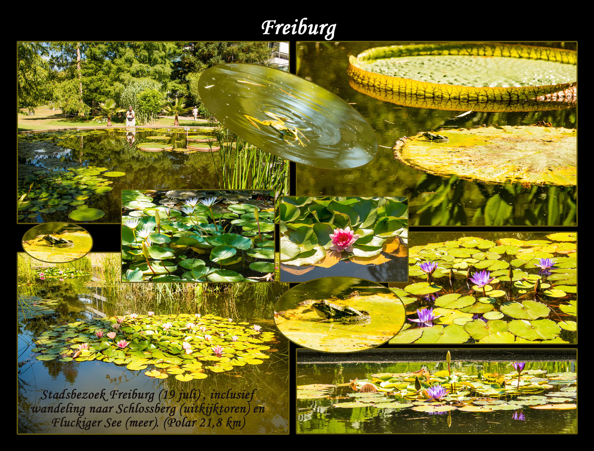 2020 07 19 ZW F001c Freiburg