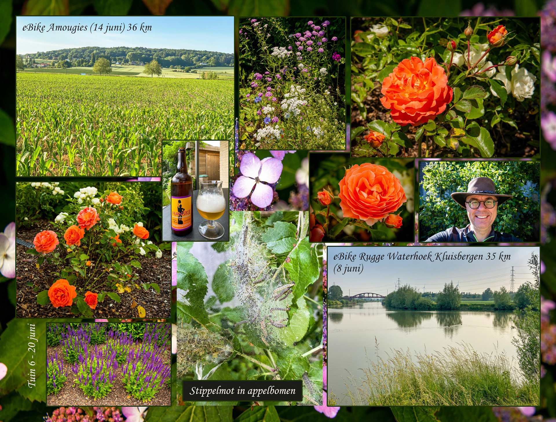 2021 06 13 Grijsloke F25b tuin