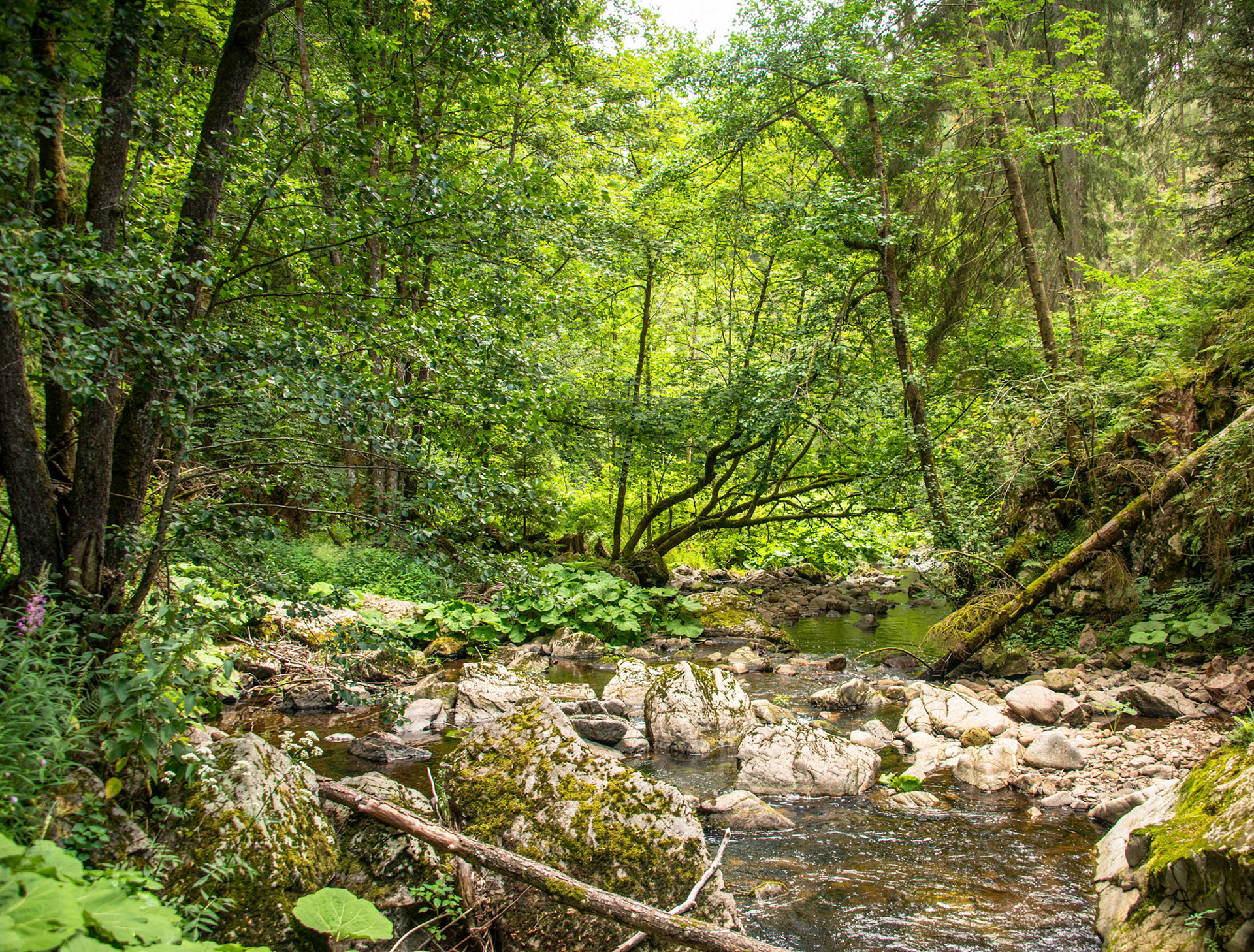 2020 07 23 ZW F031b E3 Bonndorf Schluchsee
