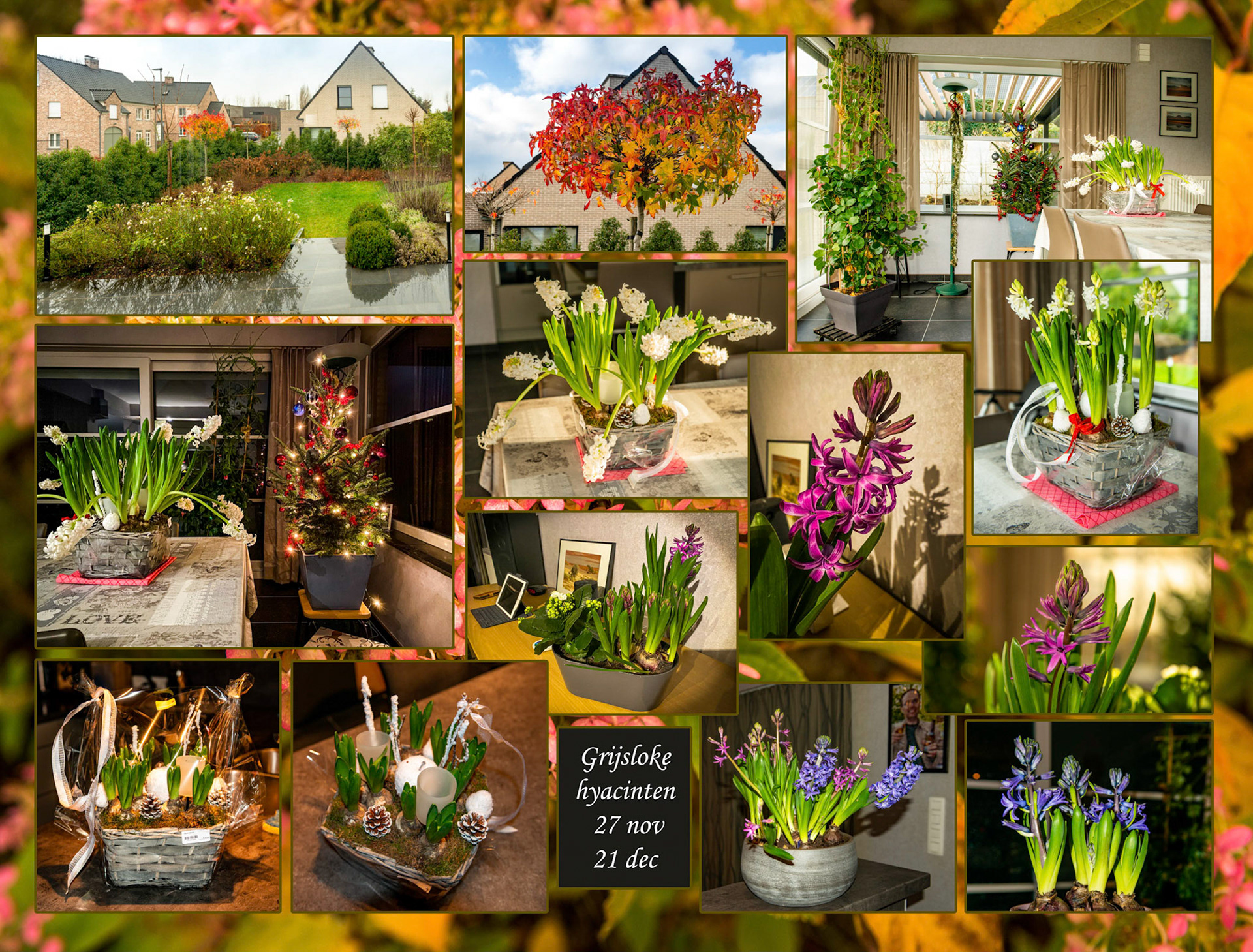 2020 12 11 Grijsloke F31b