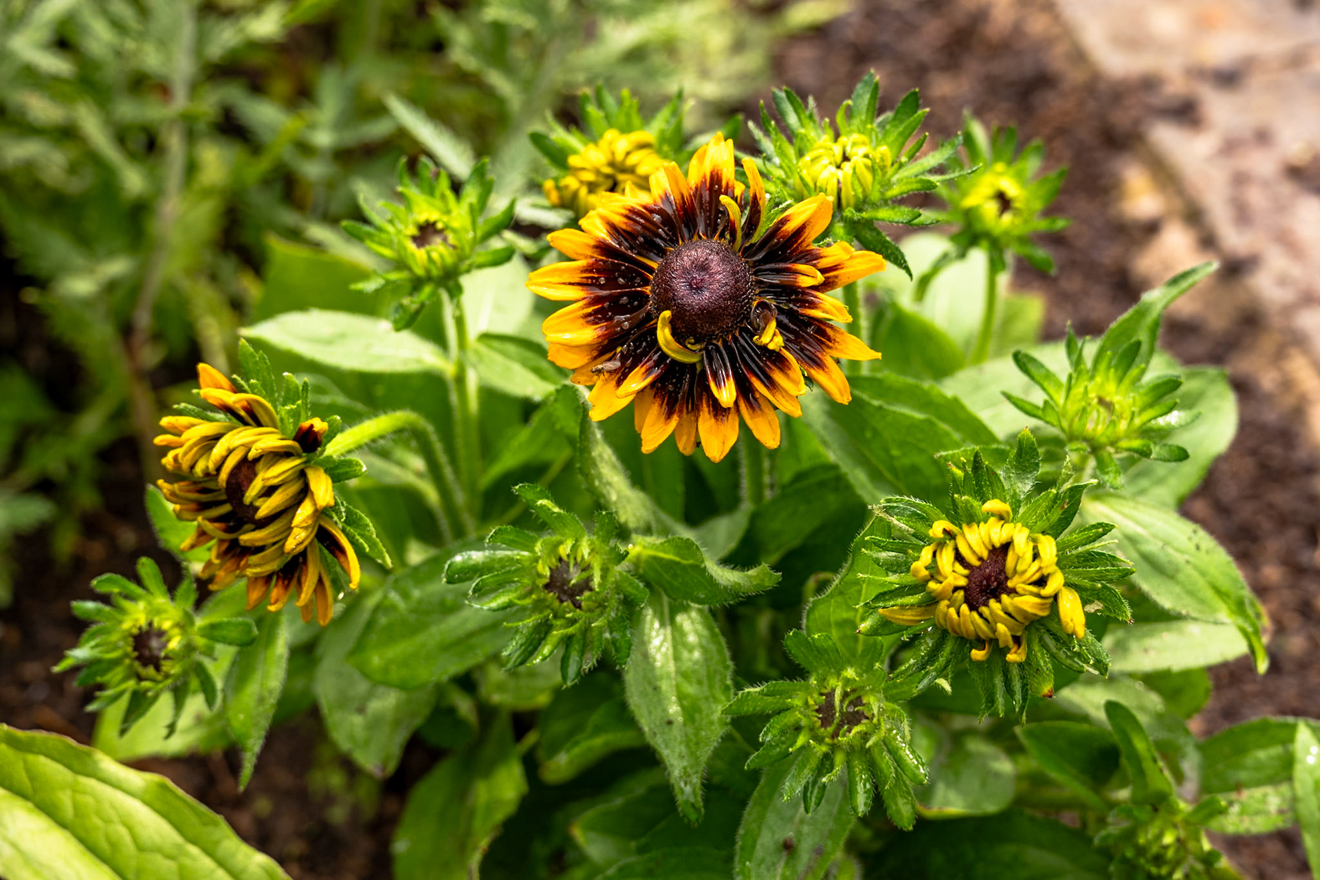Rudbeckia Hirta