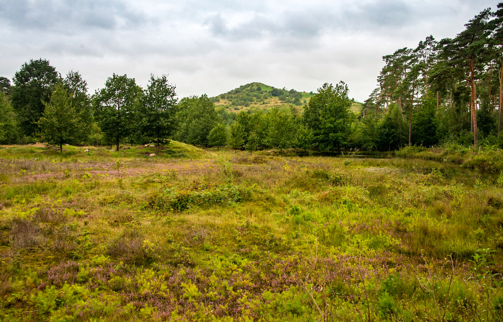 Terril Beringen (135m)