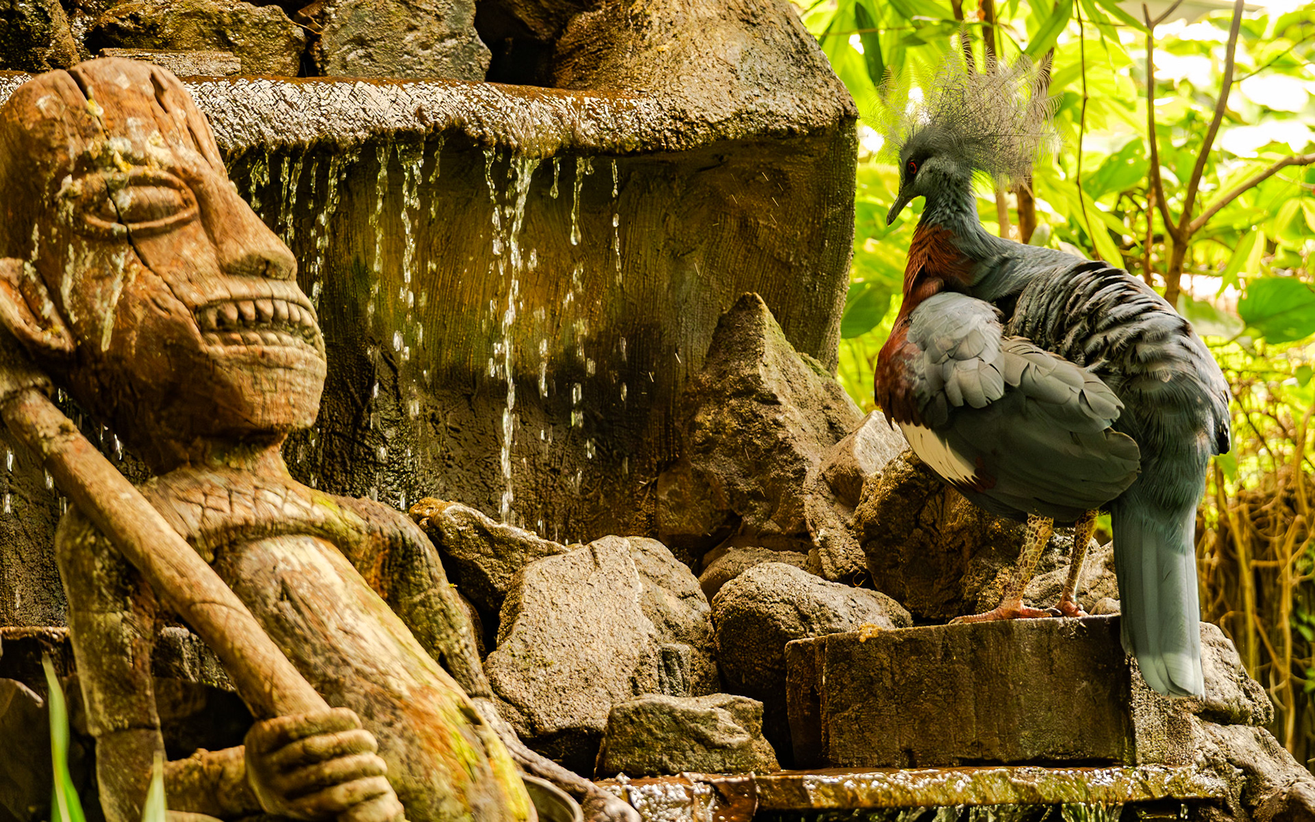 Victoria crowned pigeon - Victoria kroonduif