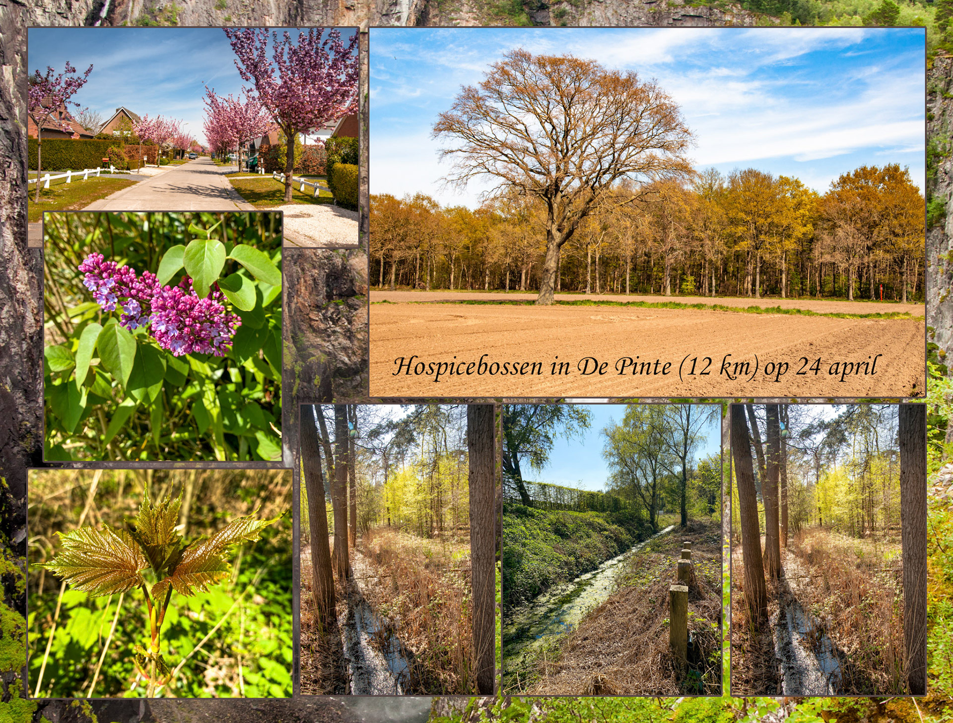 2021 04 24 De Pinte Hospicebos F08b