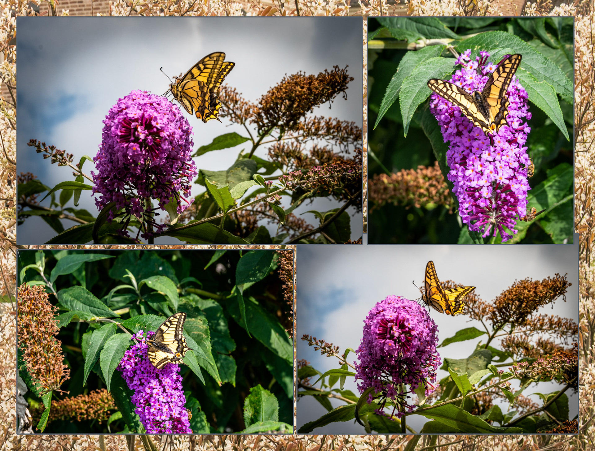 2021 09 04 eBike La Houppe F20b koninginnepage