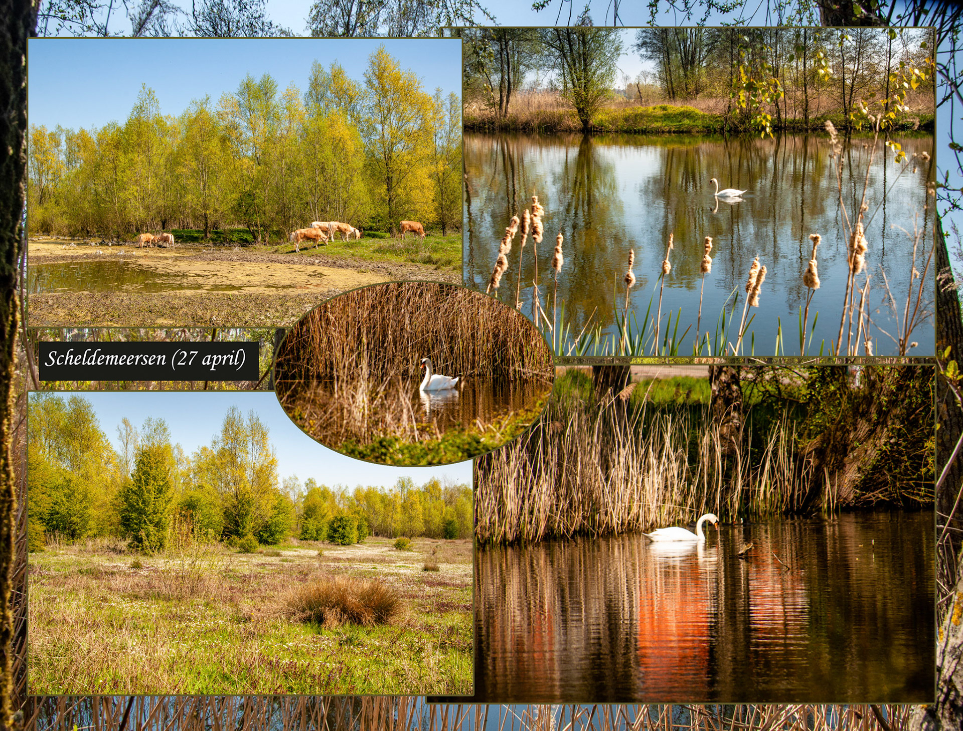 2021 04 27 Zingem Scheldestappers F57b