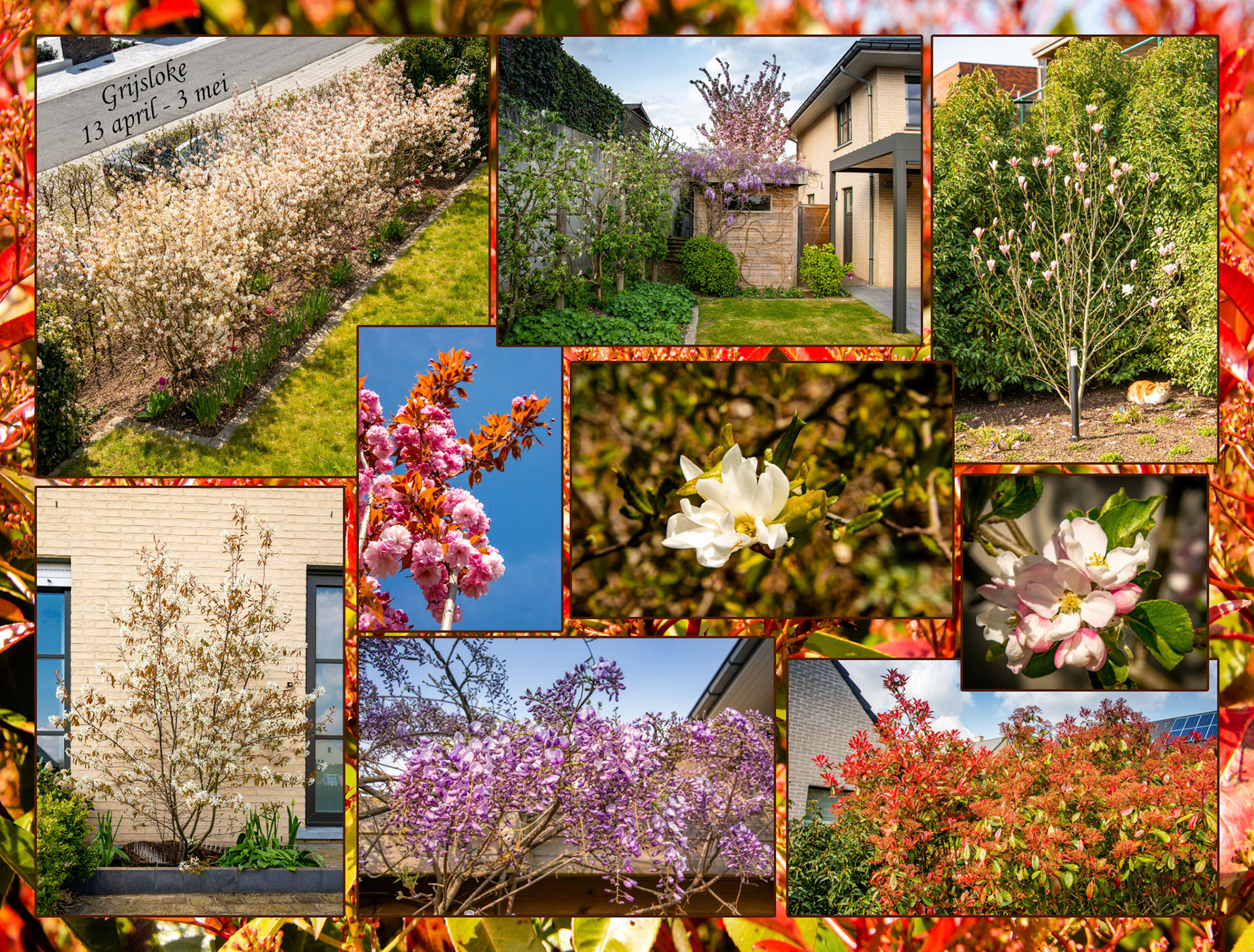 2021 04 13 Grijsloke F20b