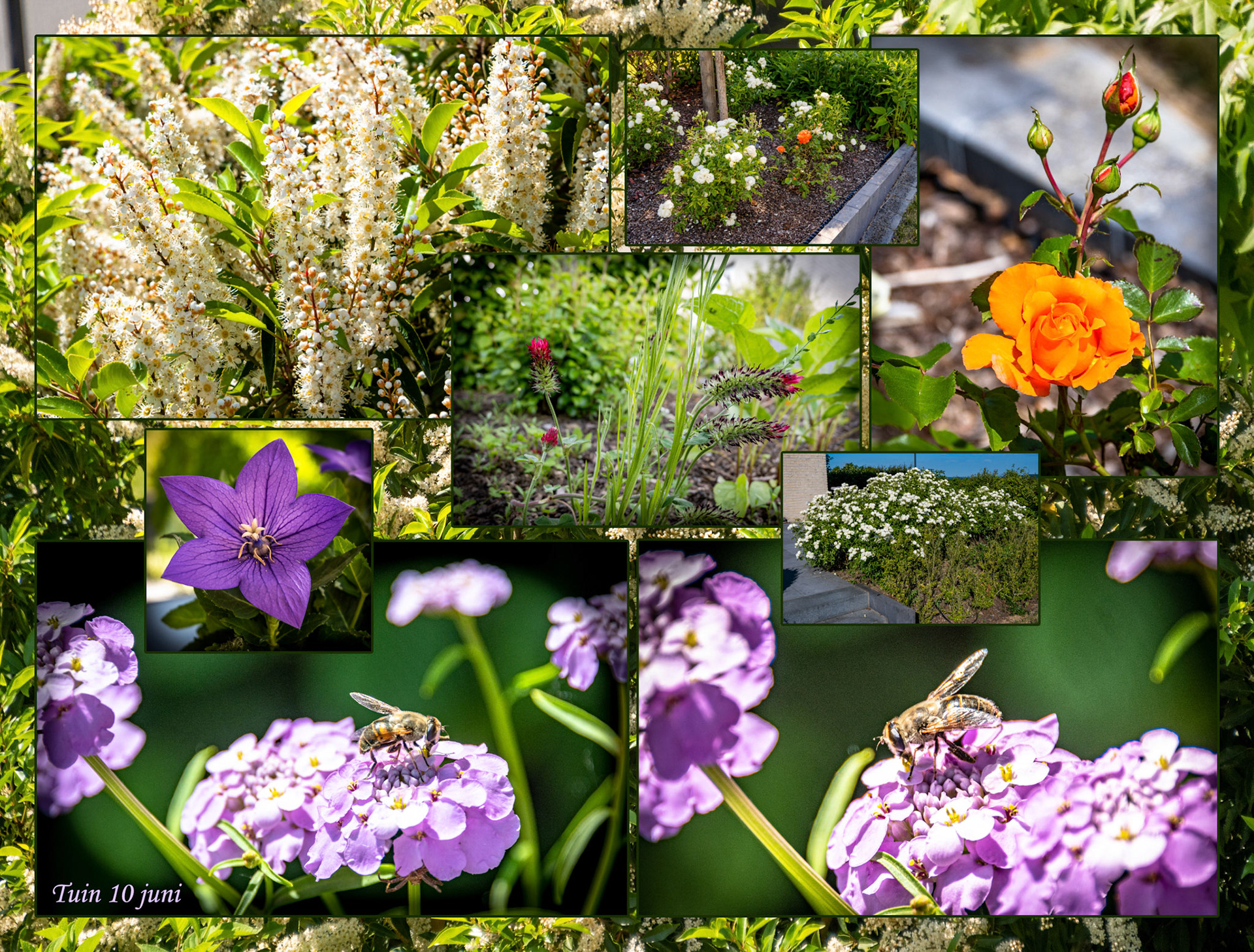 2021 06 10 Grijsloke F08b