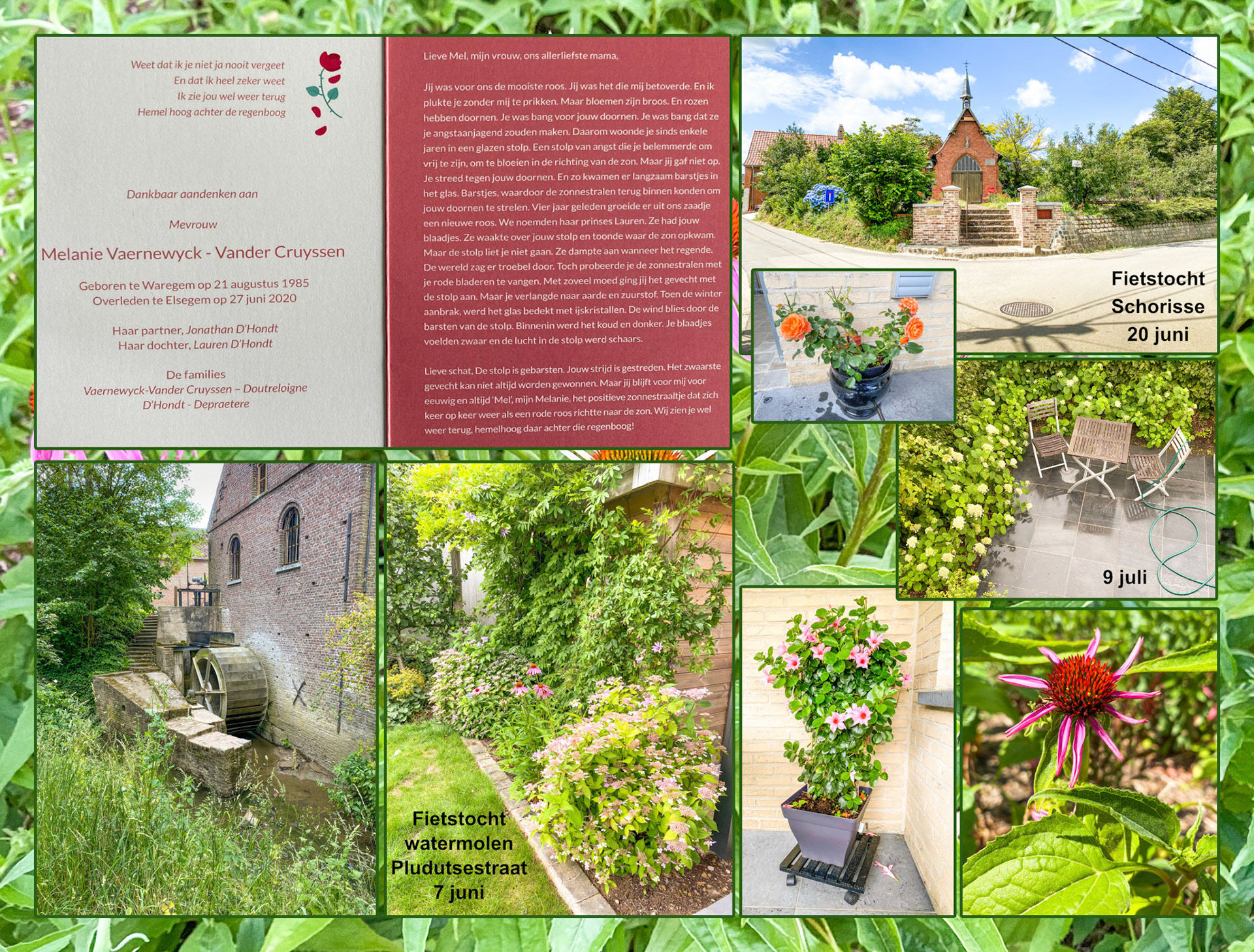 2020 06 20 Grijsloke F001i tuin achtergrond