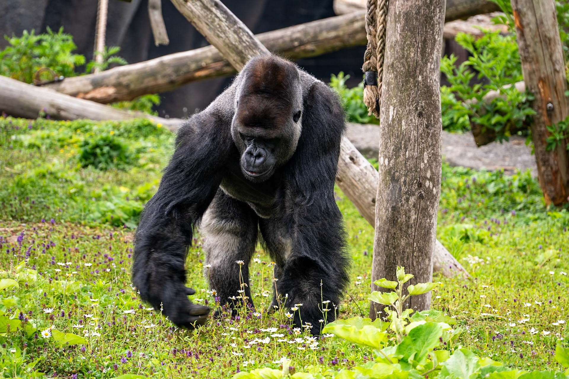 Zilverrug gorilla