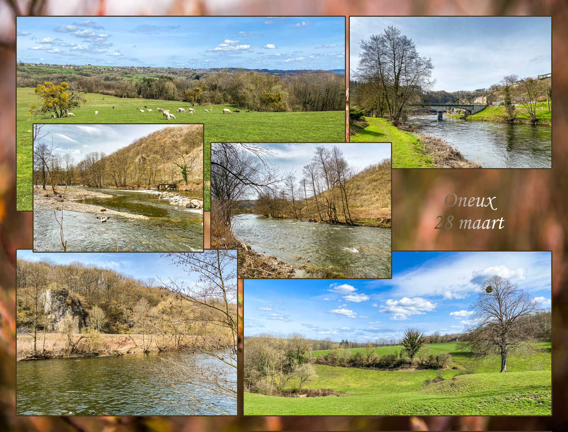 2020 03 16 Grijsloke 021 D8 tuin Lamarckii 2