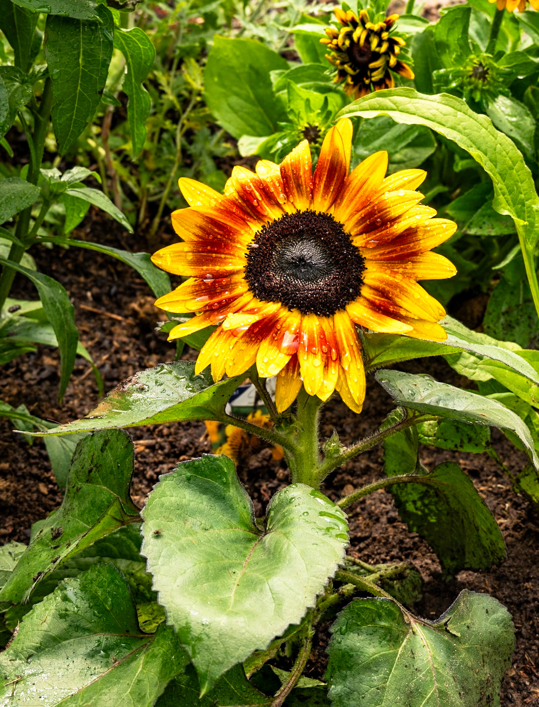 Helianthus Tiger Eye