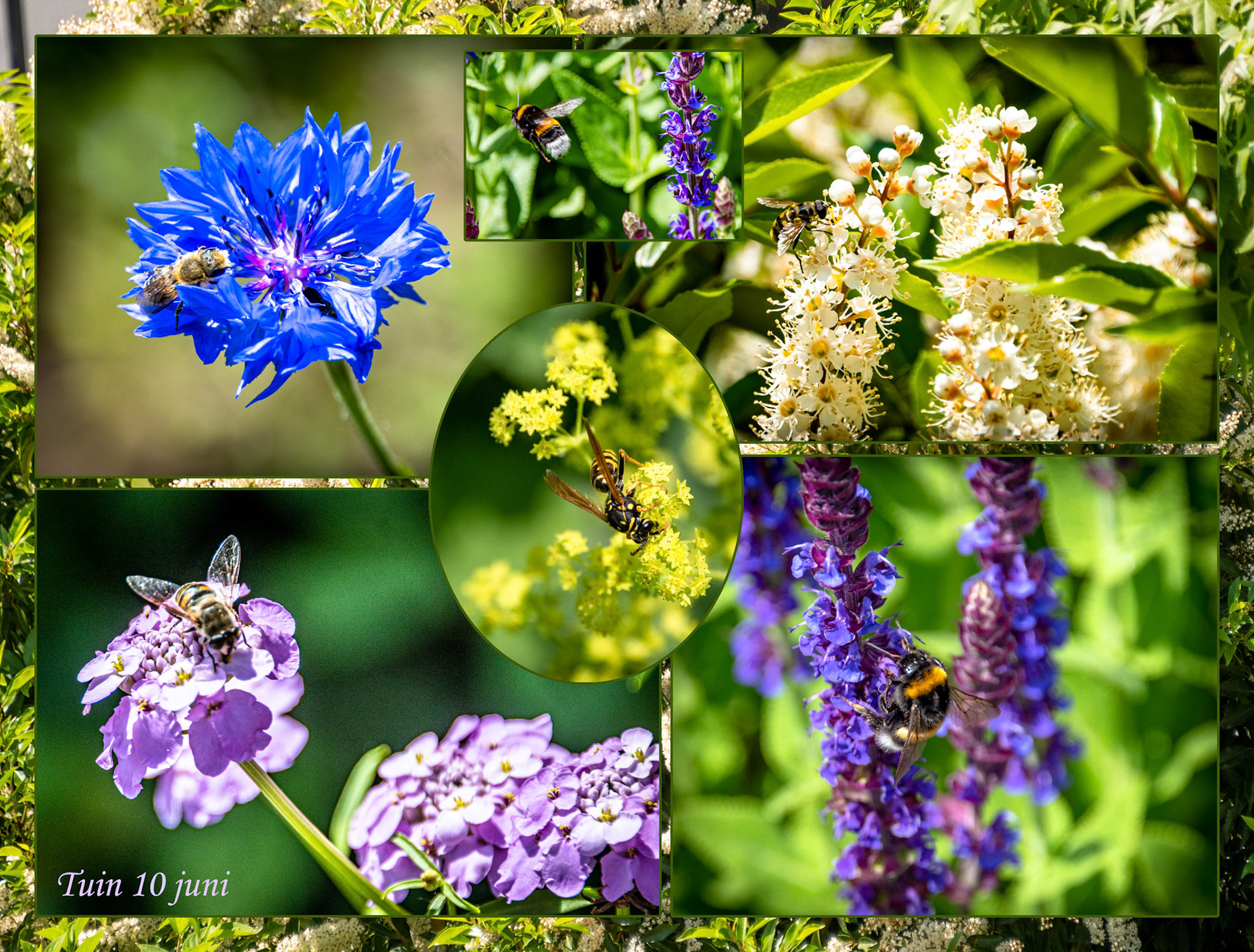 2021 06 10 Grijsloke F07b