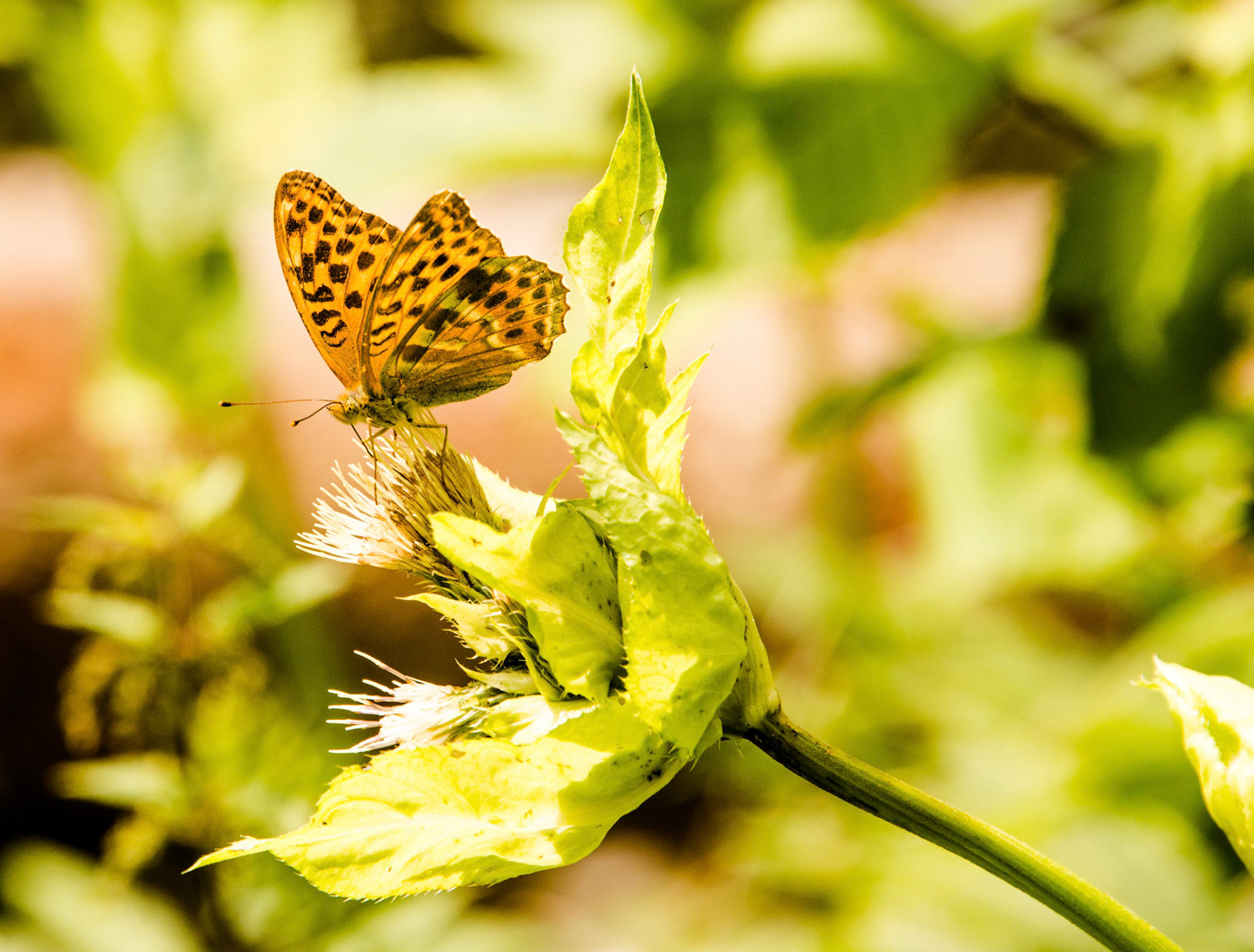 2020 07 22 ZW F033b E2 Blumberg Schattenmuhle