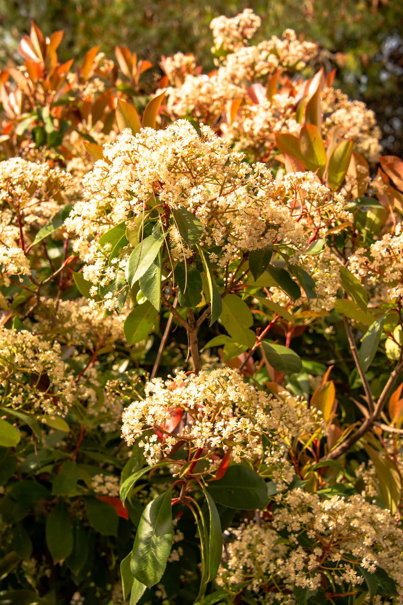 Photinia fraseri red robin